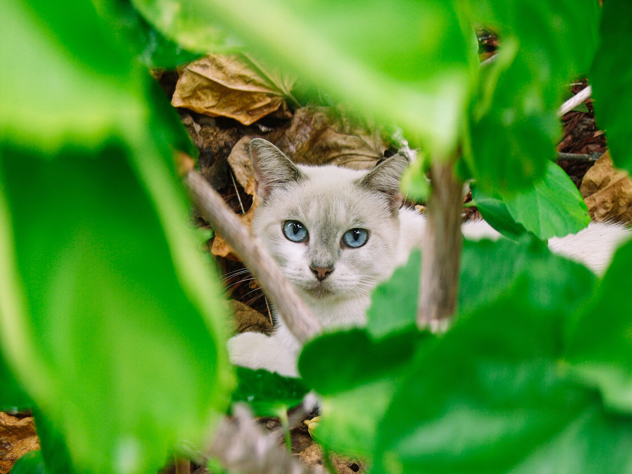 Olympus E-10 sample photo. Sweet kitty photography