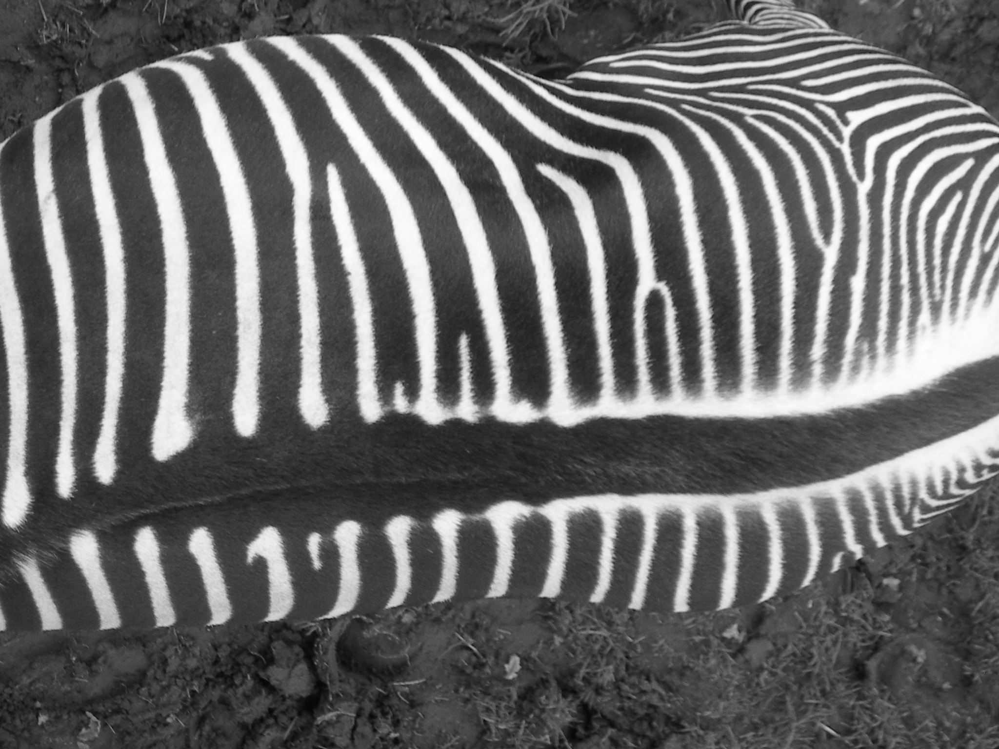 Nikon E7600 sample photo. Striped. top. zipped. photography