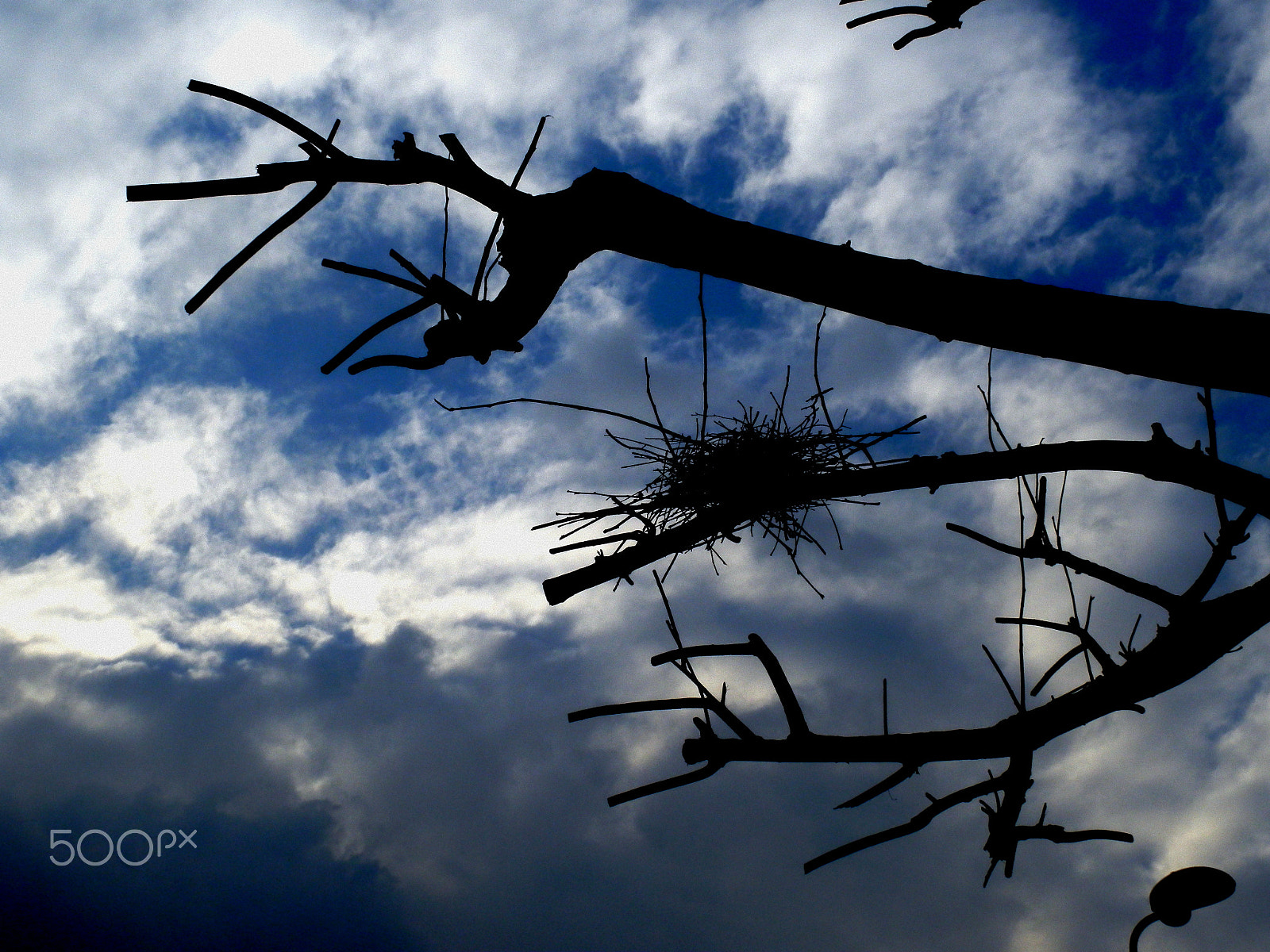 Olympus SZ-20 sample photo. Nest photography