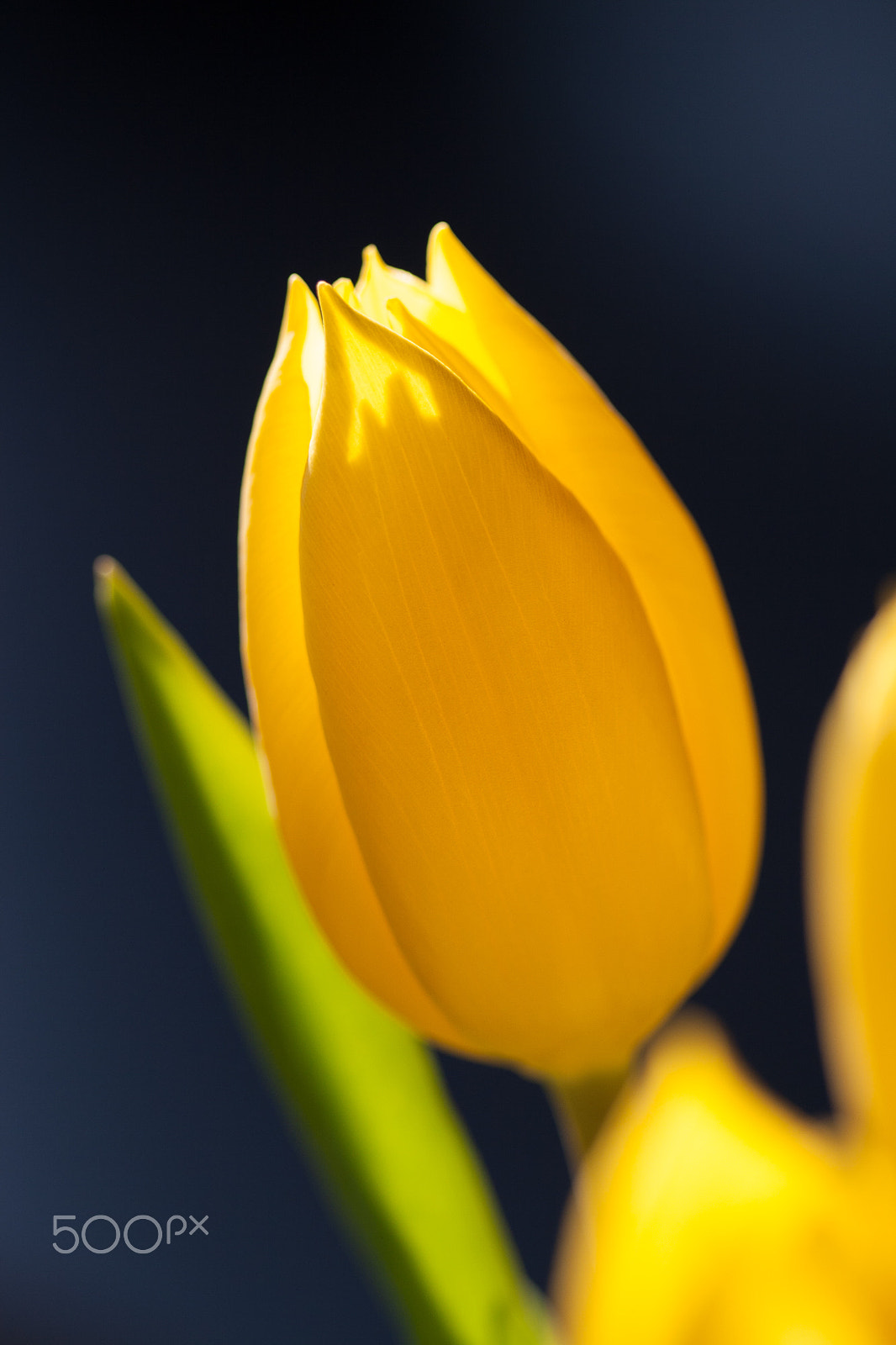 Canon EOS sample photo. The birth of light photography