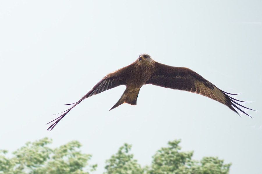 Canon EF 300mm F4L IS USM sample photo. Roter milan photography