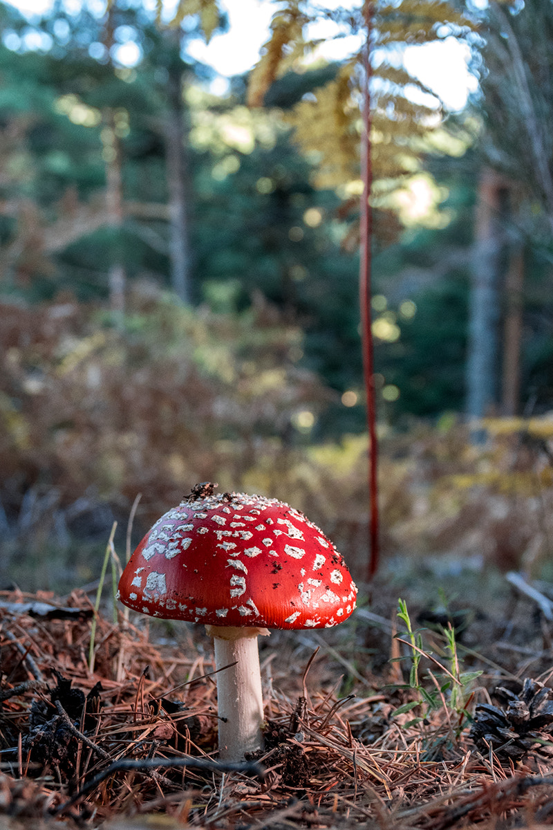 Sigma 17-70mm F2.8-4 DC Macro OS HSM | C sample photo. Amanita muscaria ii photography
