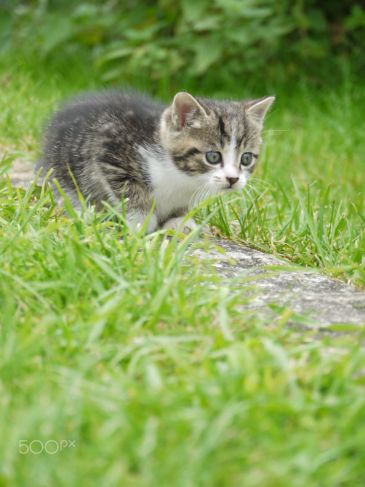 LUMIX G VARIO 14-140mm F4.0-5.8 sample photo. Cat outside photography