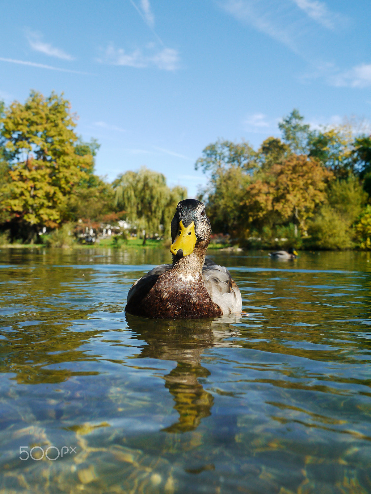 Panasonic Lumix DMC-G2 sample photo. Duck ducks photography
