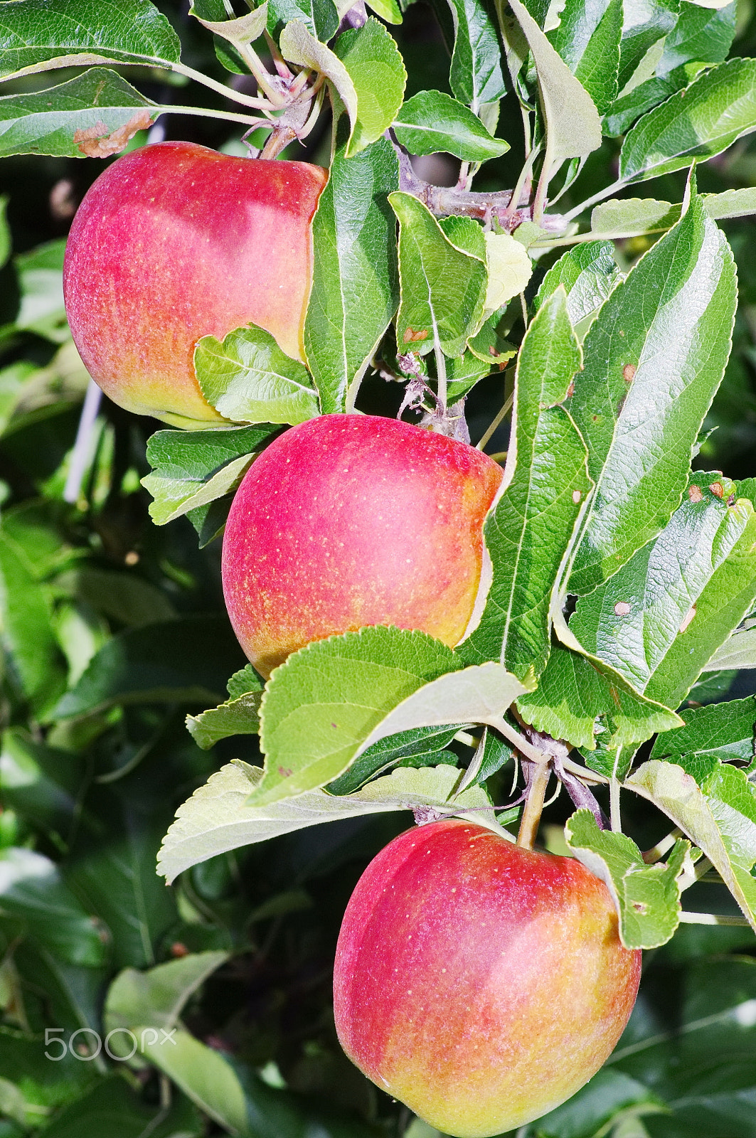 Pentax smc DA 70mm F2.4 AL Limited sample photo. Apple red tree photography