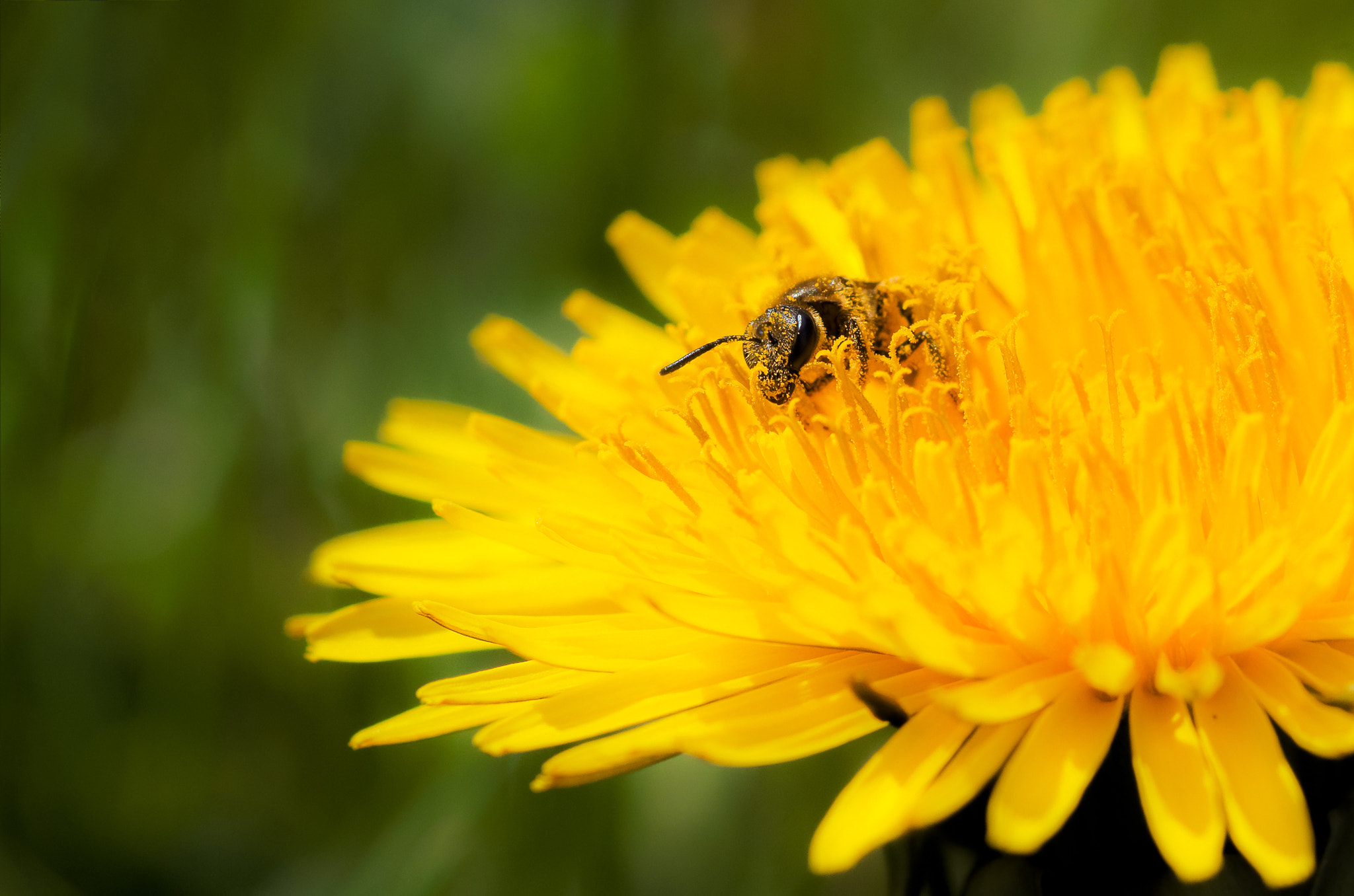 Pentax K-5 + Pentax smc D-FA 100mm F2.8 macro sample photo. Mellow yellow photography