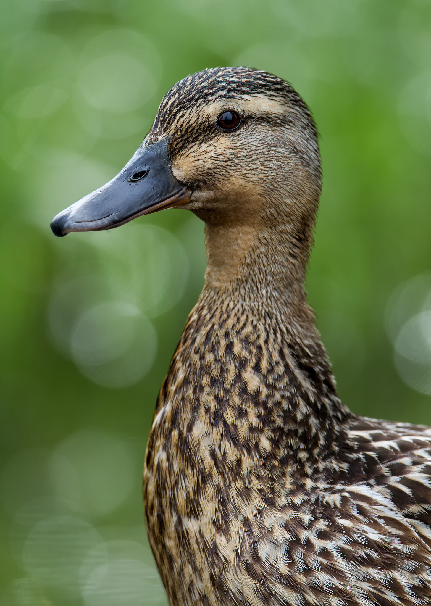 Canon EF 300mm F2.8L IS II USM sample photo. Bokeh portrait photography
