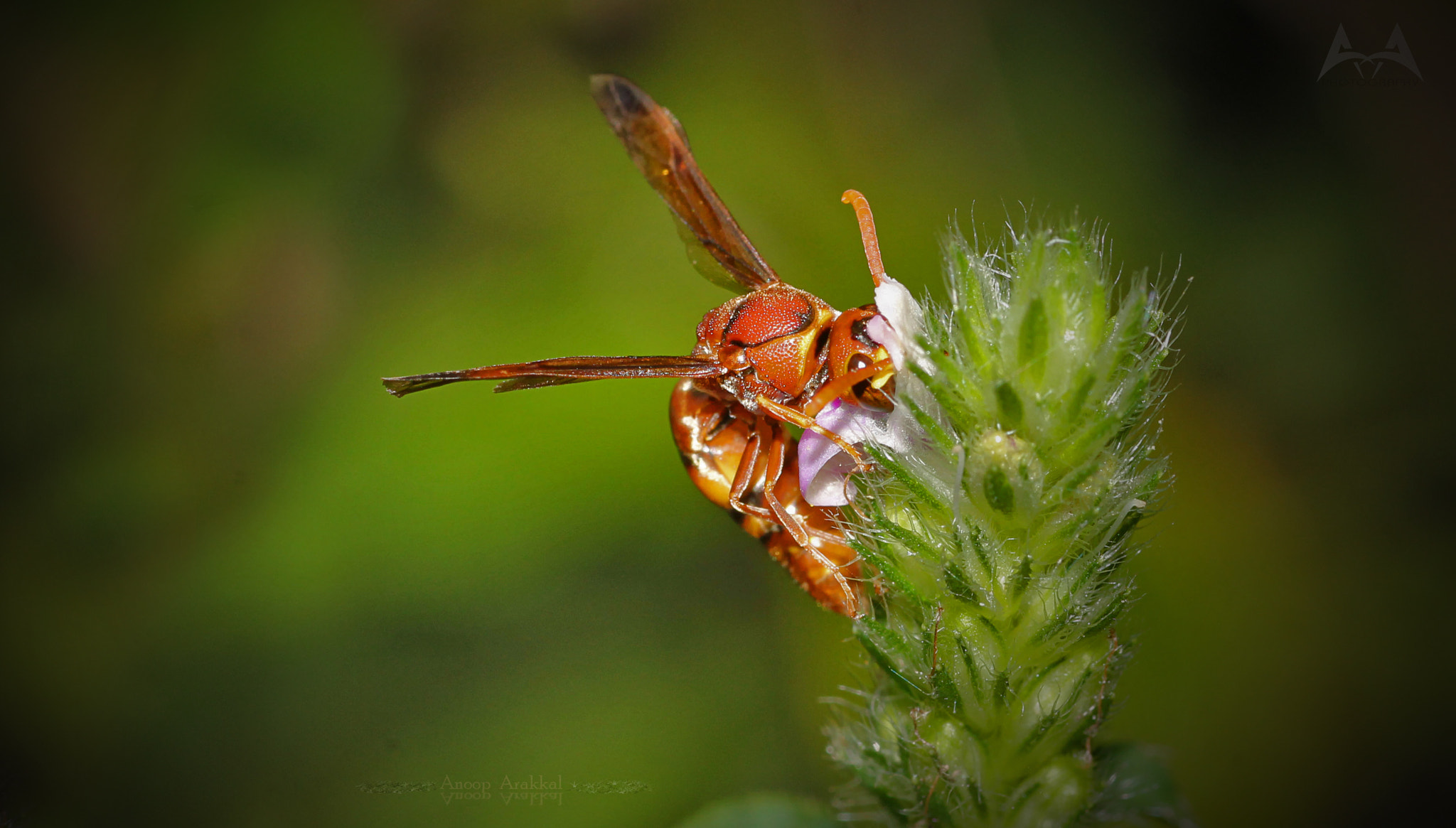 Canon EOS 1100D (EOS Rebel T3 / EOS Kiss X50) + Tamron SP AF 90mm F2.8 Di Macro sample photo. Hornet photography