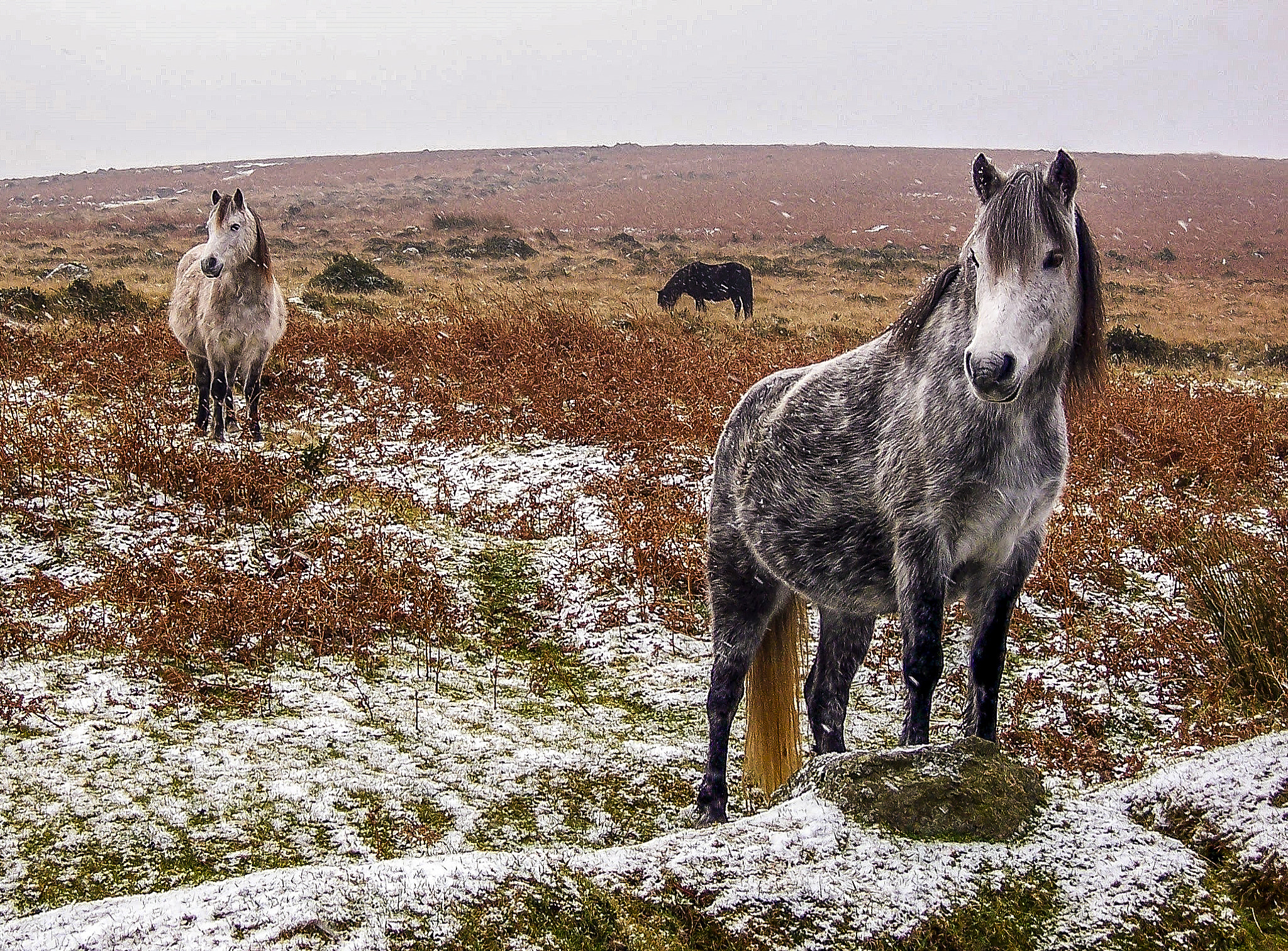 Kodak DX7440 ZOOM DIGITAL CAMERA sample photo. Ponies on dartmoor photography