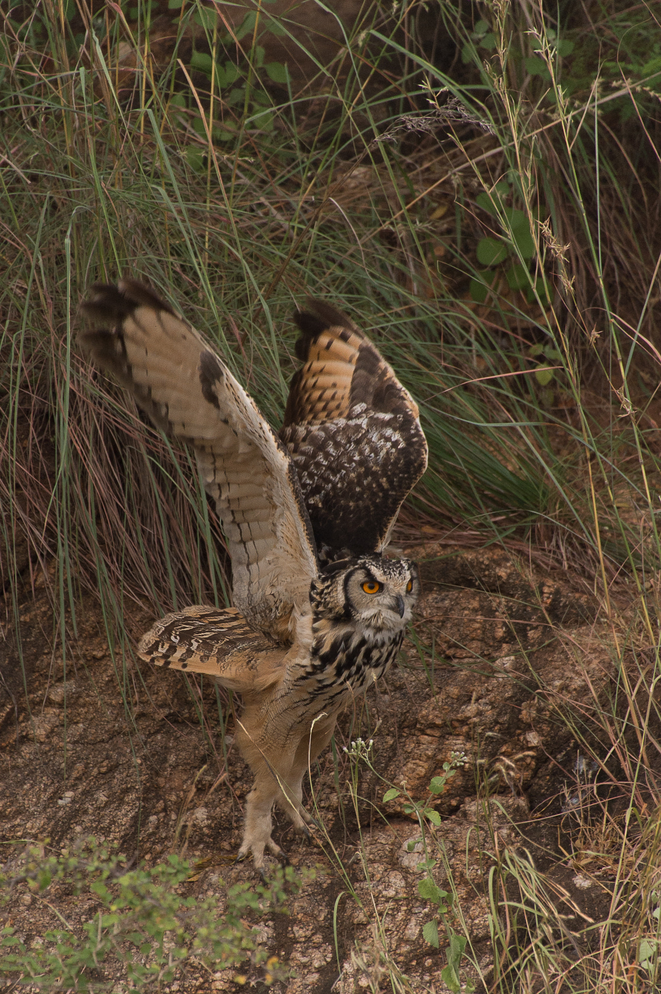 Sigma 50-500mm F4.5-6.3 DG OS HSM sample photo. Rock eagle owl photography