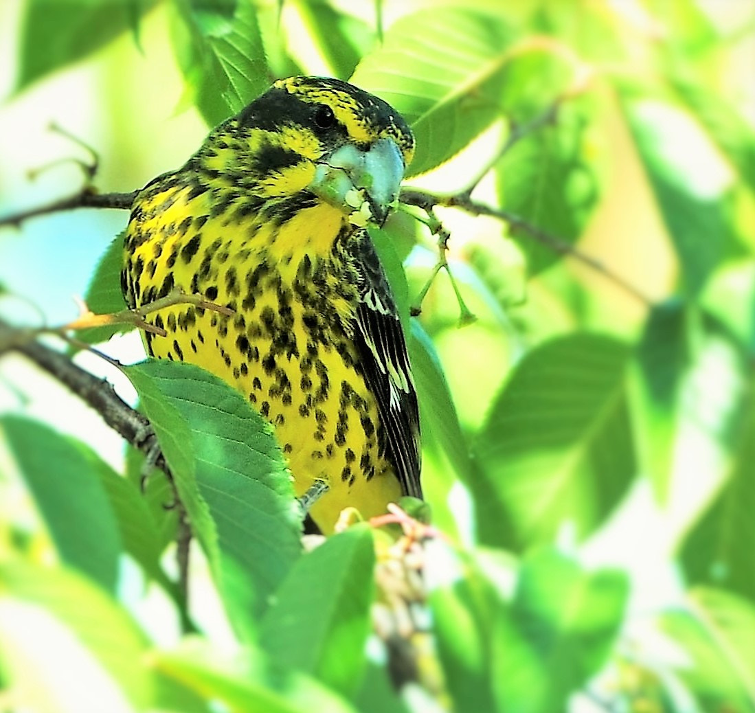 Nikon D3X sample photo. Spotwinged grosbeak, photography
