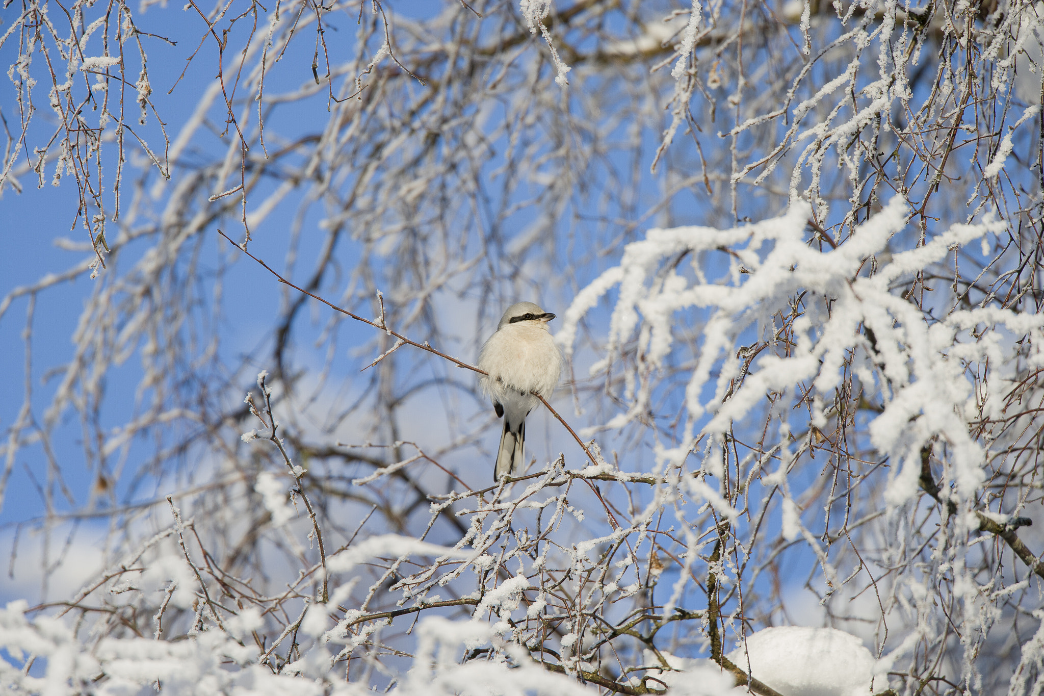 Canon EF 500mm F4L IS USM sample photo. Lanius excubitor photography