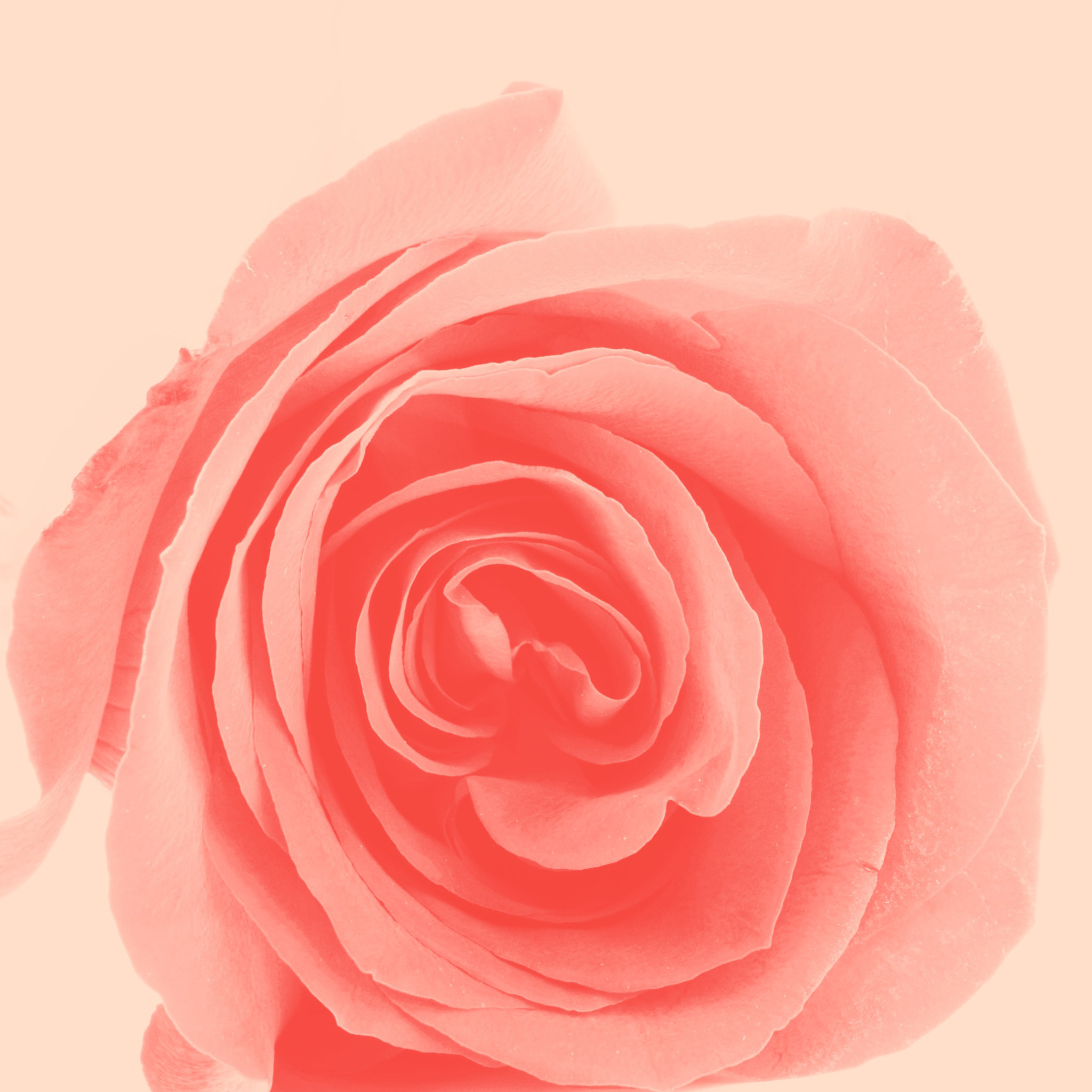 17.0 - 50.0 mm sample photo. Close up of beautiful pink rose photography