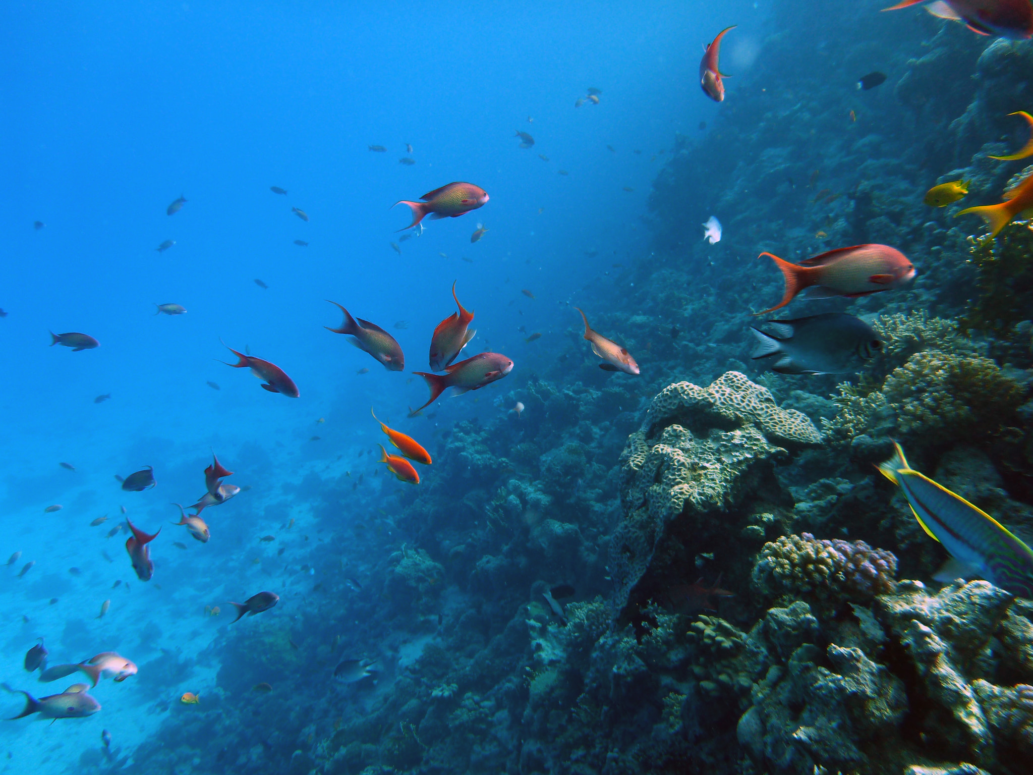 Panasonic DMC-FT3 sample photo. Diving red sea photography