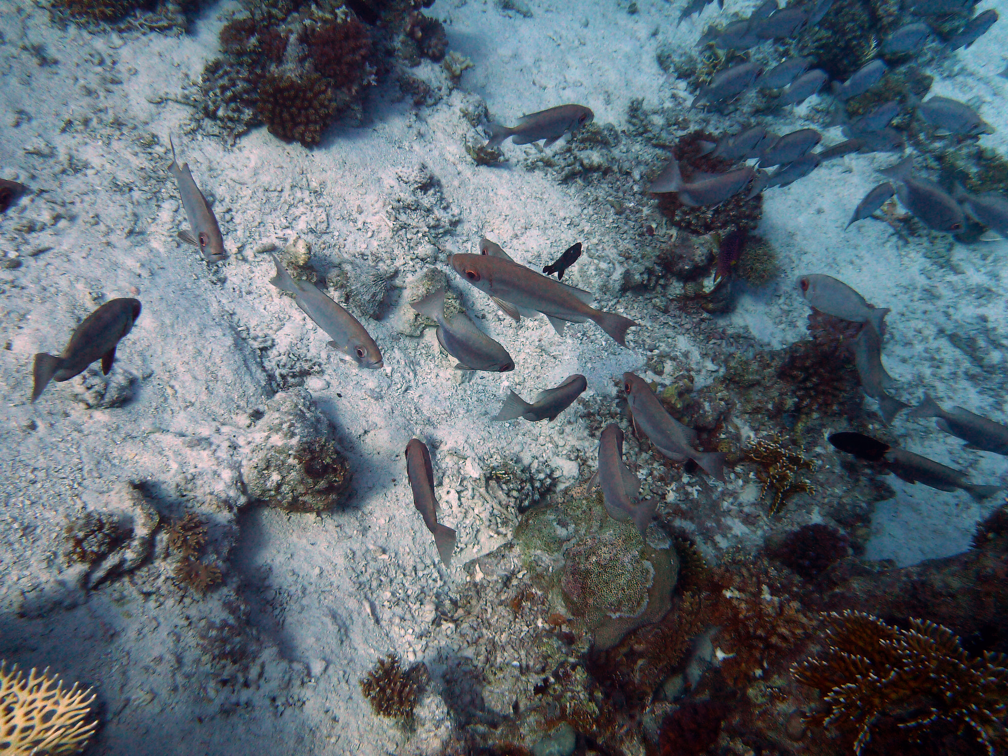 Panasonic DMC-FT3 sample photo. Diving red sea photography