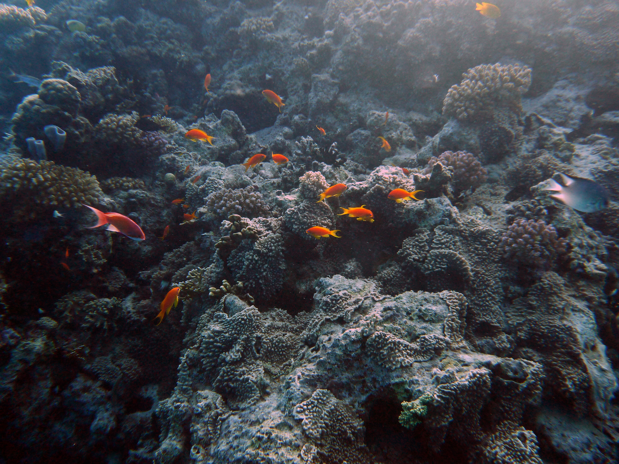 Panasonic DMC-FT3 sample photo. Diving red sea photography