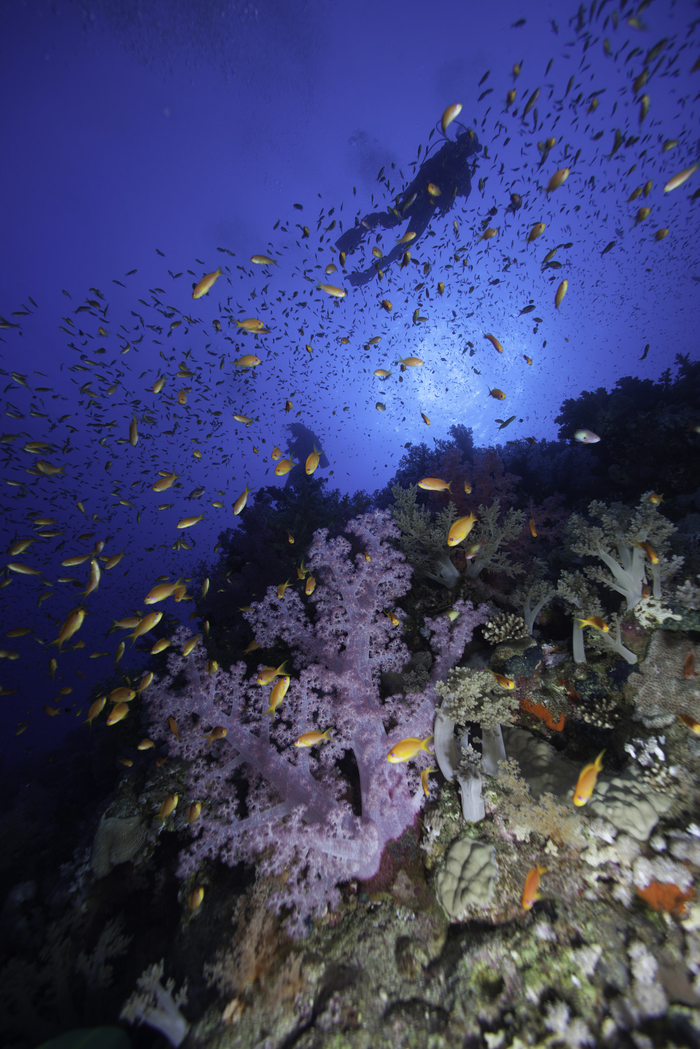 Canon EOS 5D Mark II + Canon EF 14mm F2.8L USM sample photo. Soft corals photography