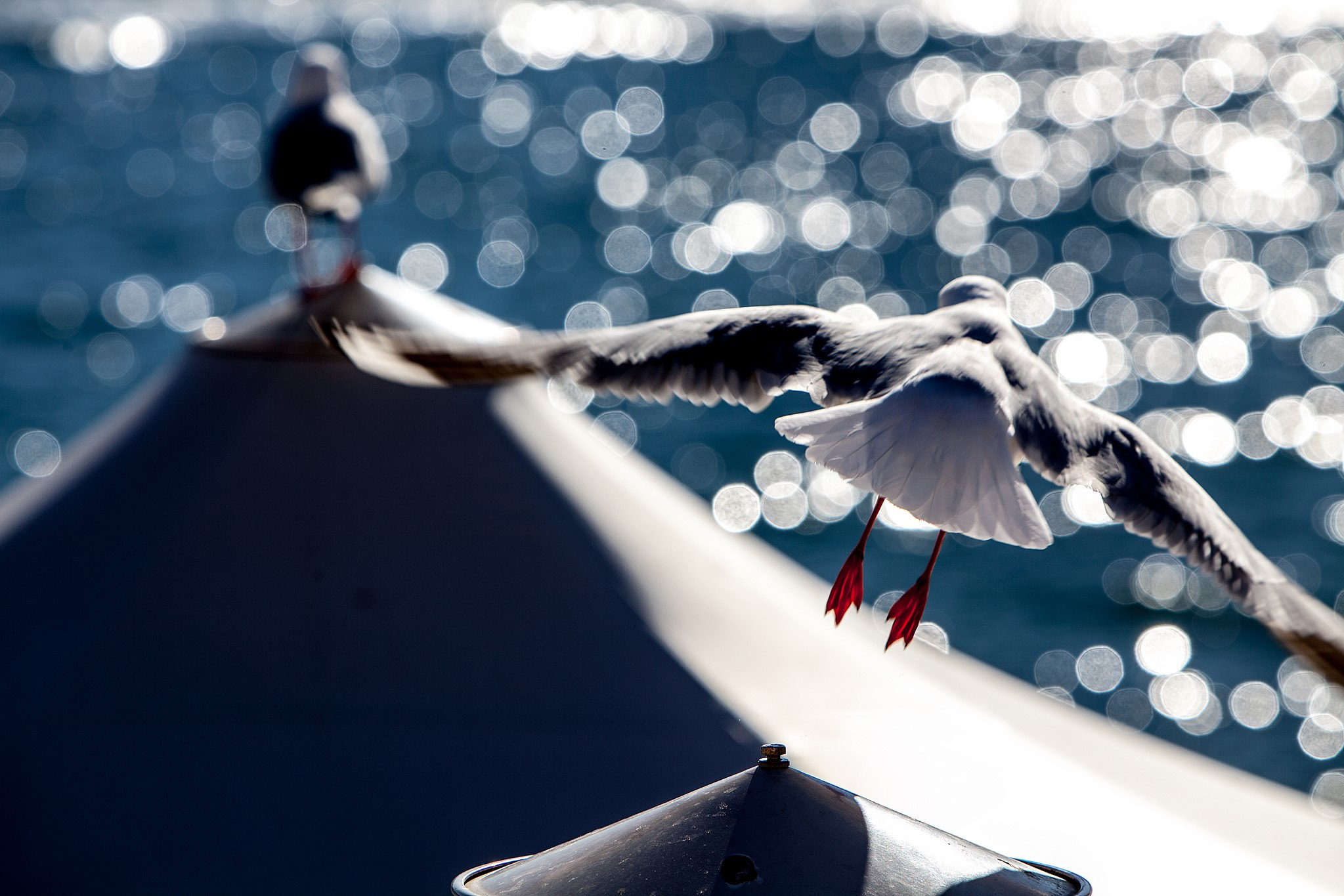 Canon EF 70-200mm F2.8L IS USM sample photo. Circular quay photography