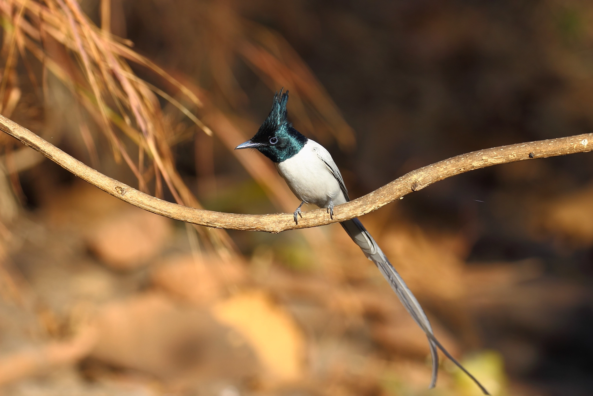Canon EF 100-400mm F4.5-5.6L IS II USM sample photo. Dancing bird from heaven photography