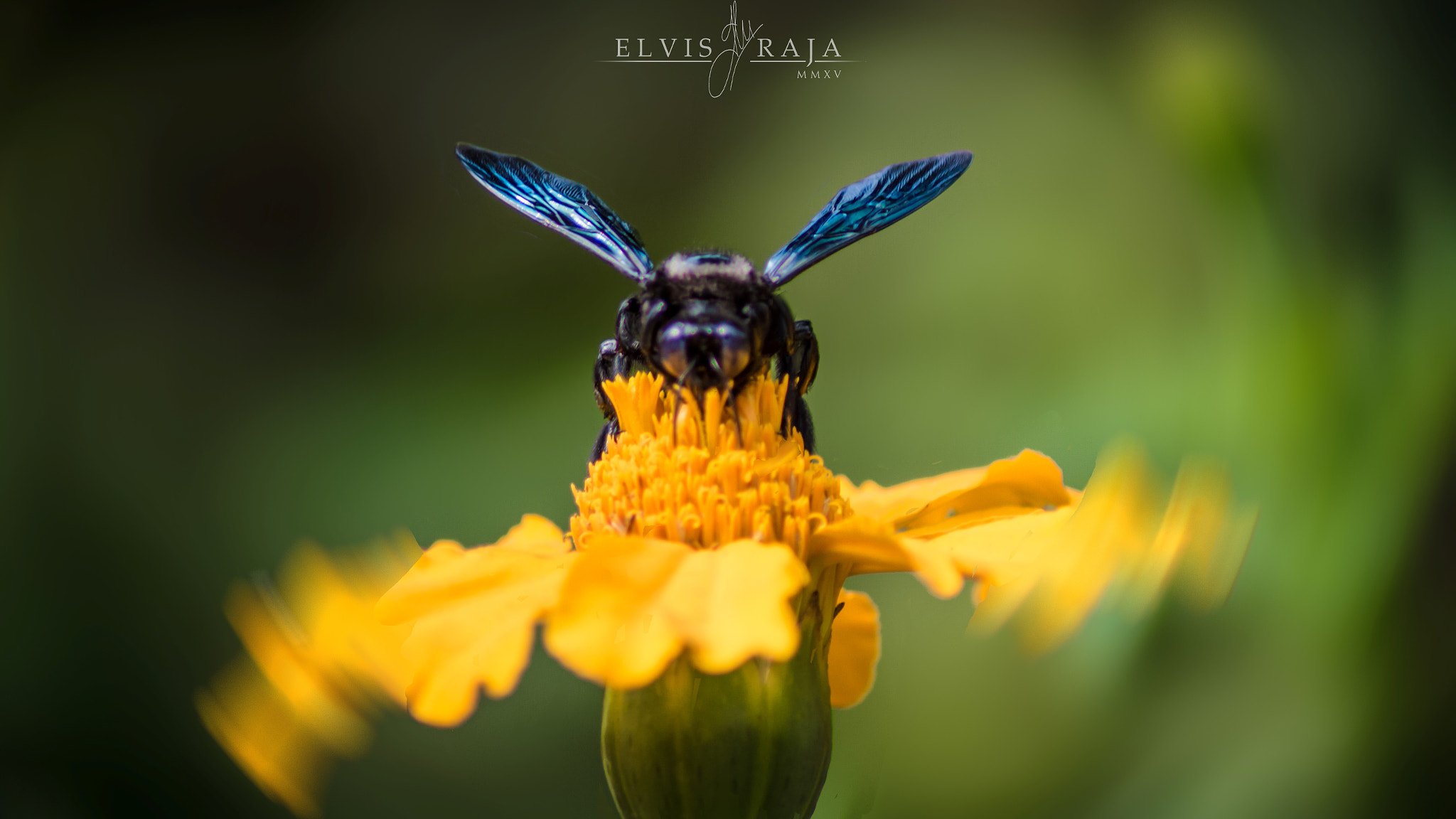 Sigma 50-150mm F2.8 EX APO DC HSM II sample photo. Black wings photography