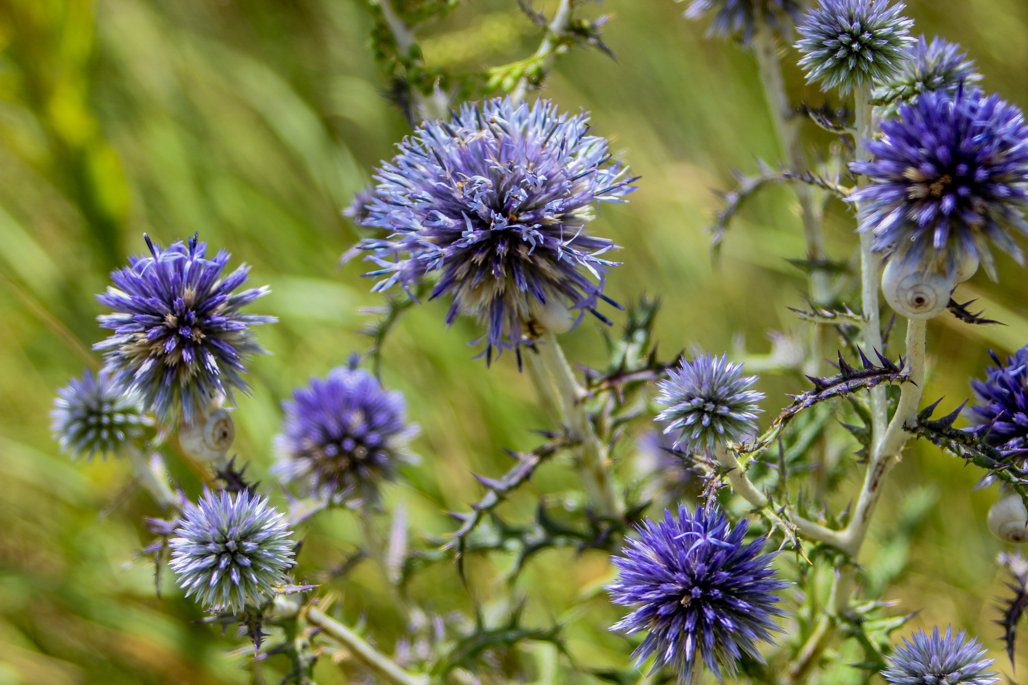 Sigma 28-80mm f/3.5-5.6 II Macro sample photo. Flowers nature photography