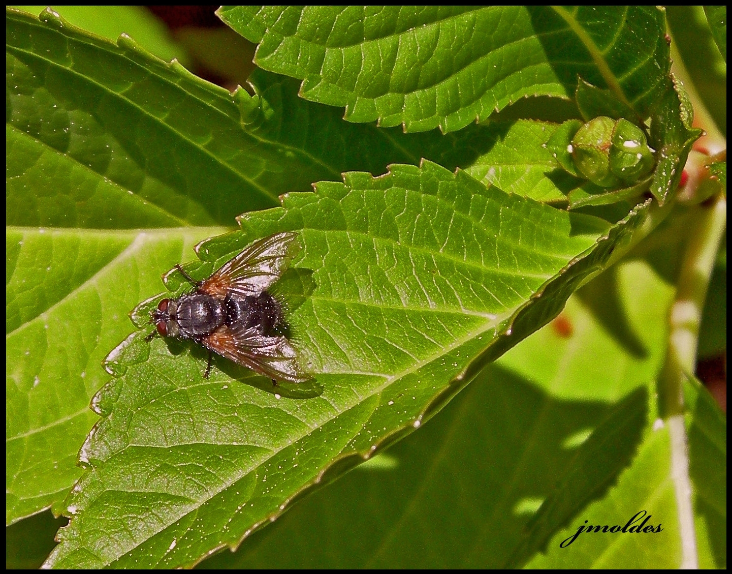 Nikon COOLPIX P1 sample photo. Mosca en hoja (fly on leaf) photography