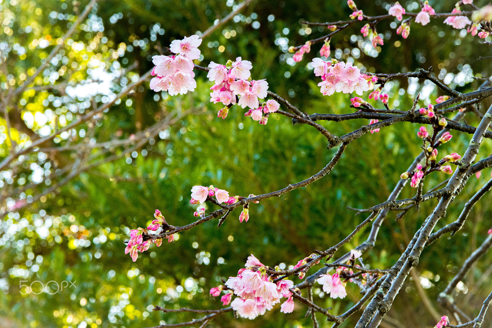 Sigma 17-70mm F2.8-4 DC Macro OS HSM | C sample photo. Sakura photography