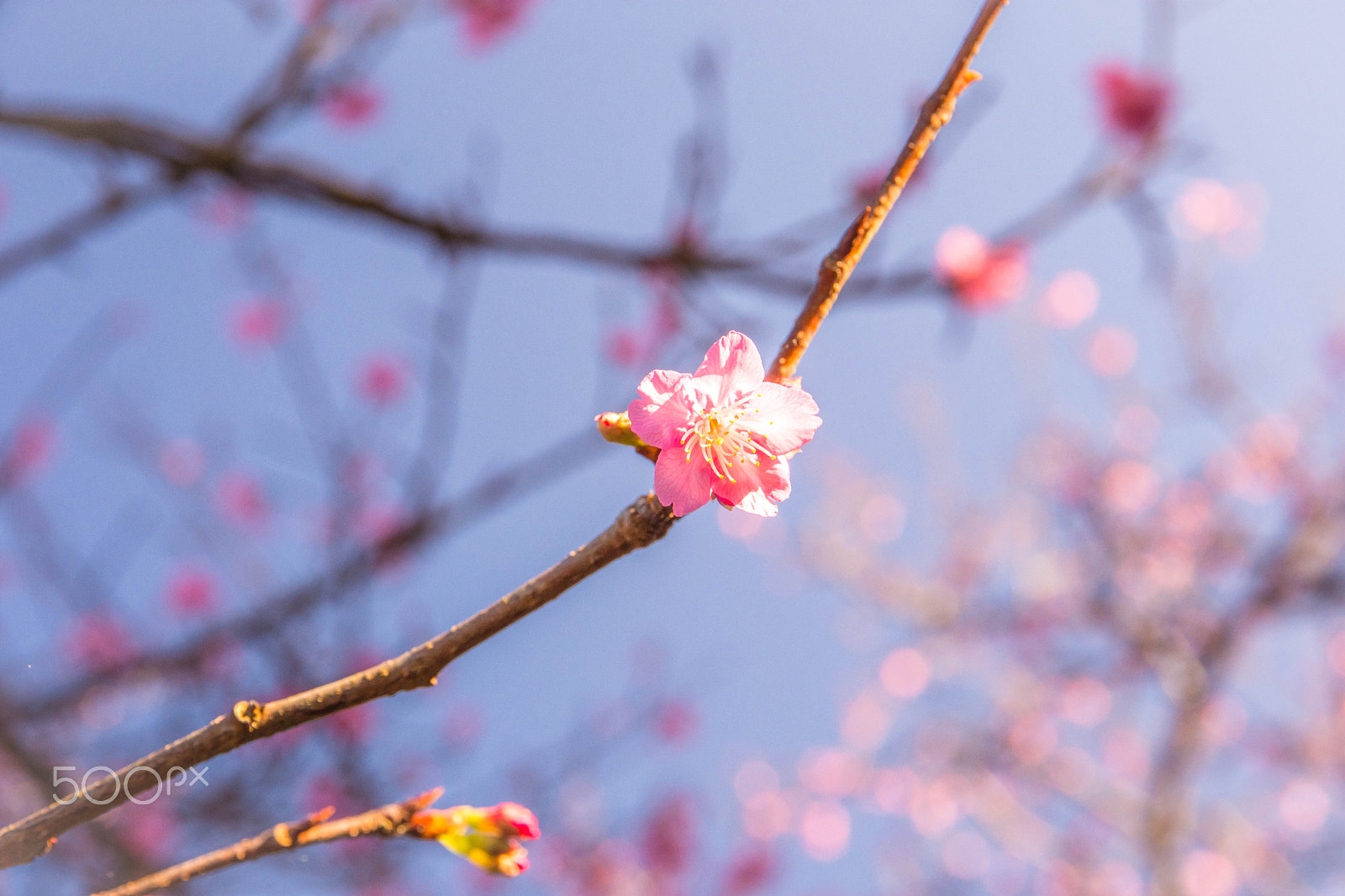 Sigma 17-70mm F2.8-4 DC Macro OS HSM | C sample photo. Sakura photography