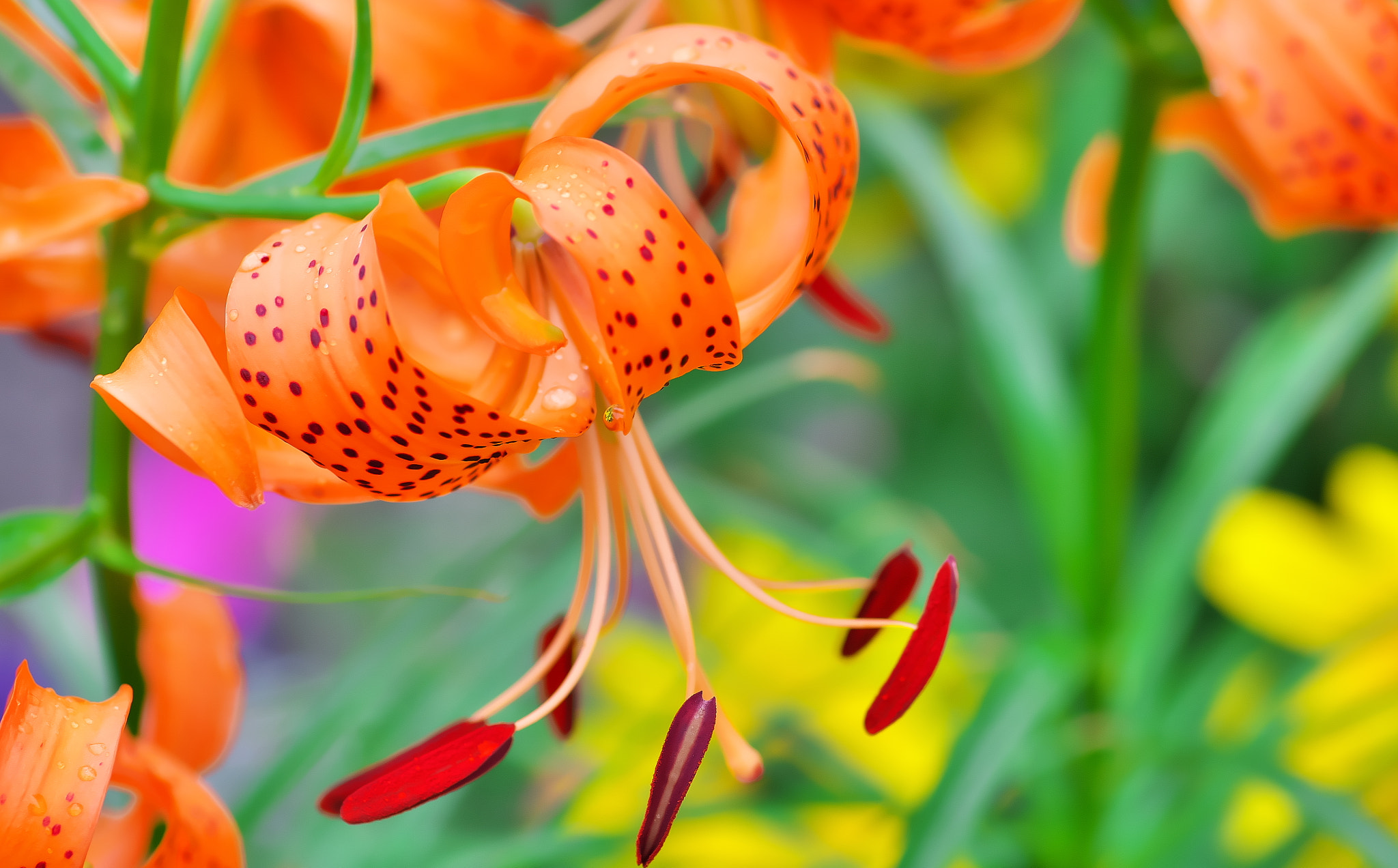 Pentax smc D-FA 100mm F2.8 Macro WR sample photo. Tiger liliy photography