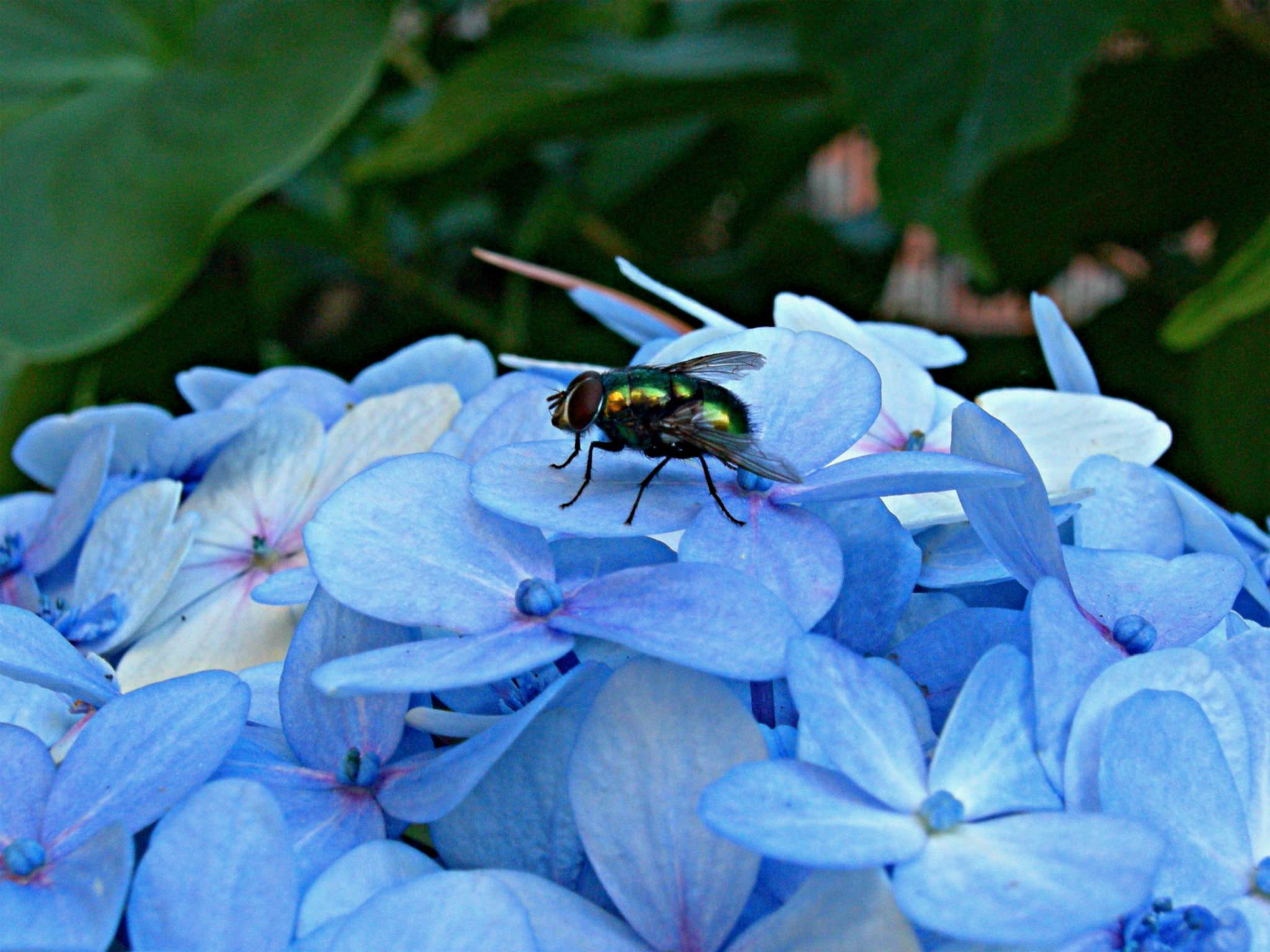 Nikon COOLPIX P1 sample photo. Hortensia con mosca (hydrangea with fly) photography