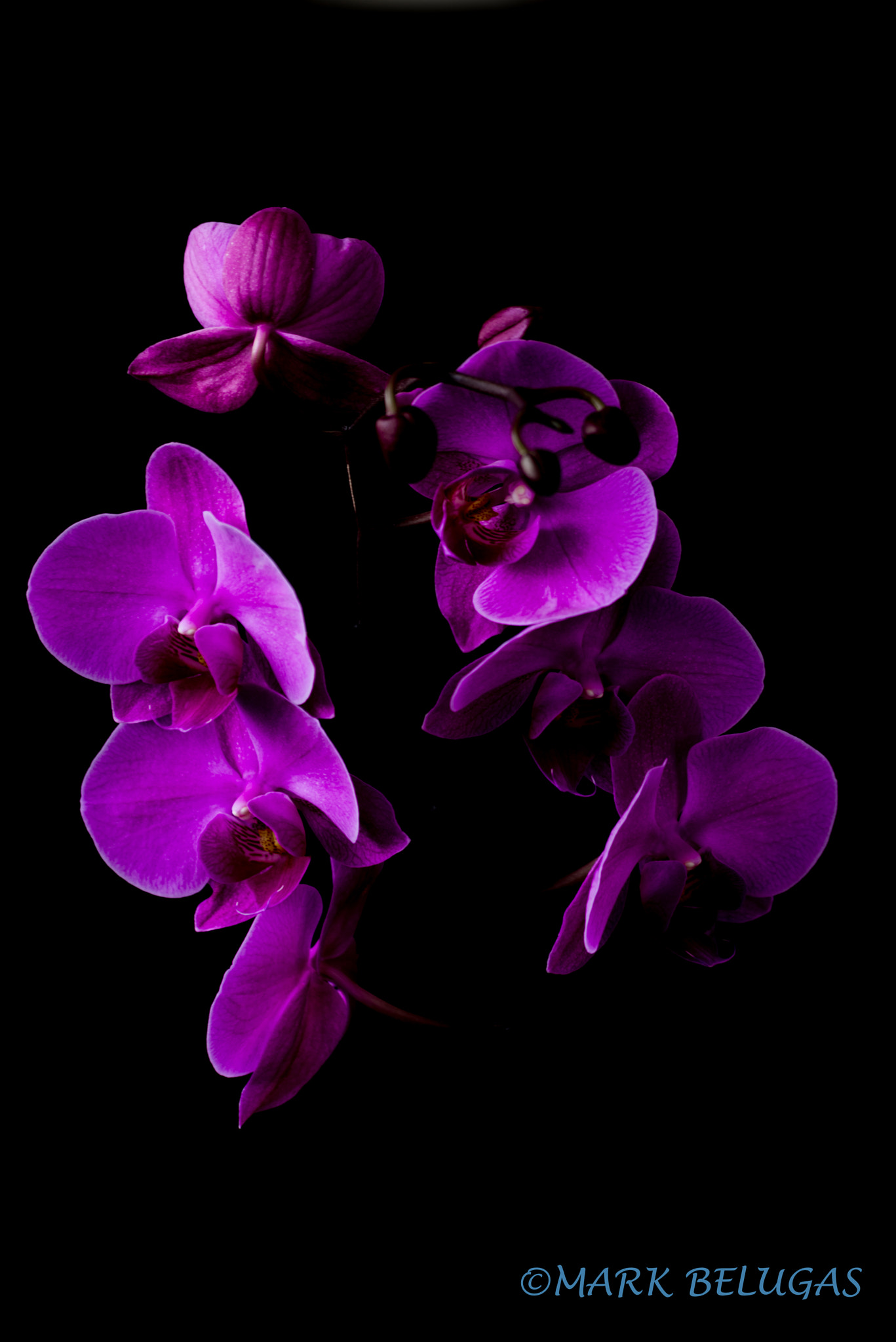 Nikon D810 + Sigma 70-300mm F4-5.6 APO DG Macro sample photo. Purple orchids photography