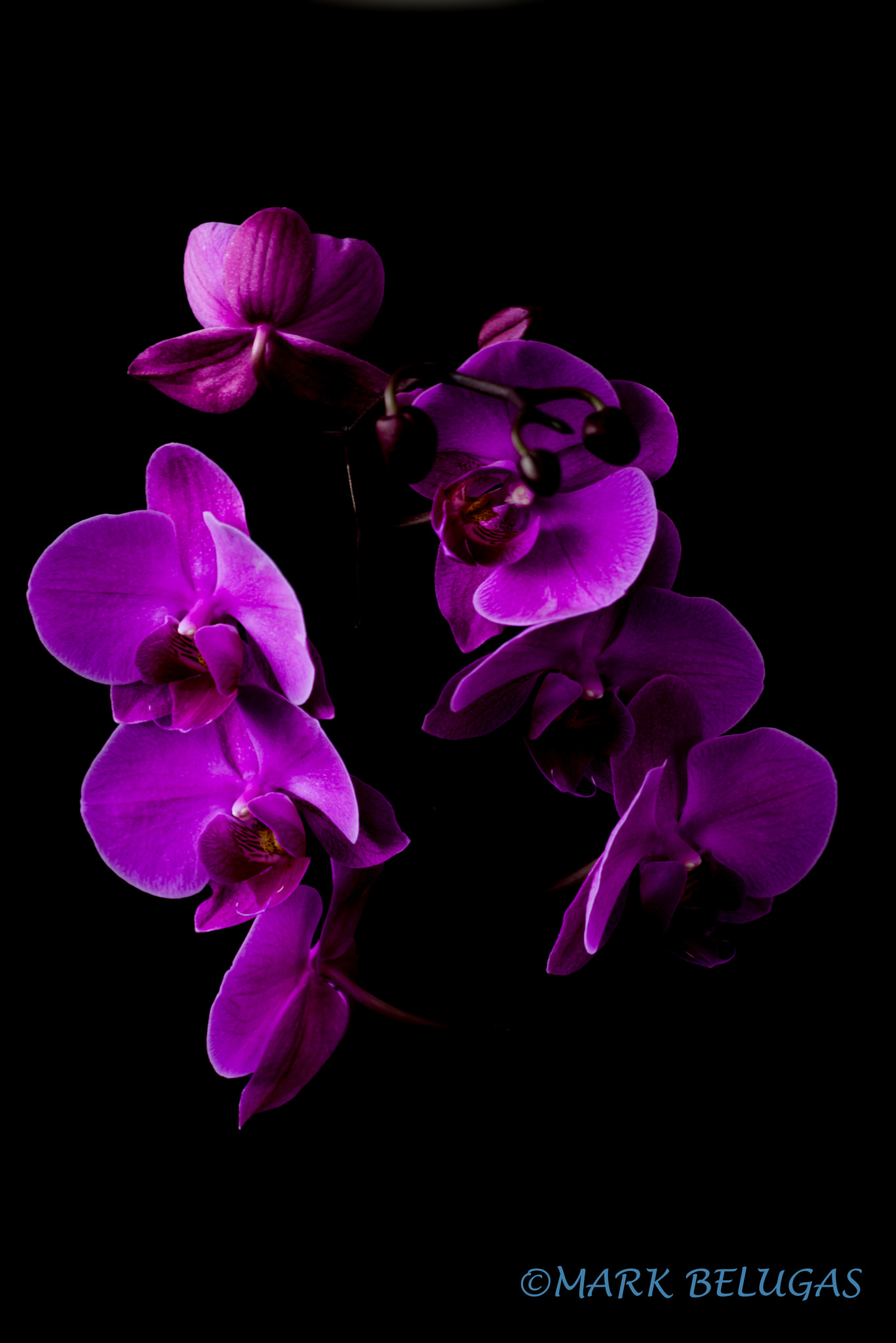 Sigma 70-300mm F4-5.6 APO DG Macro sample photo. Purple orchids photography