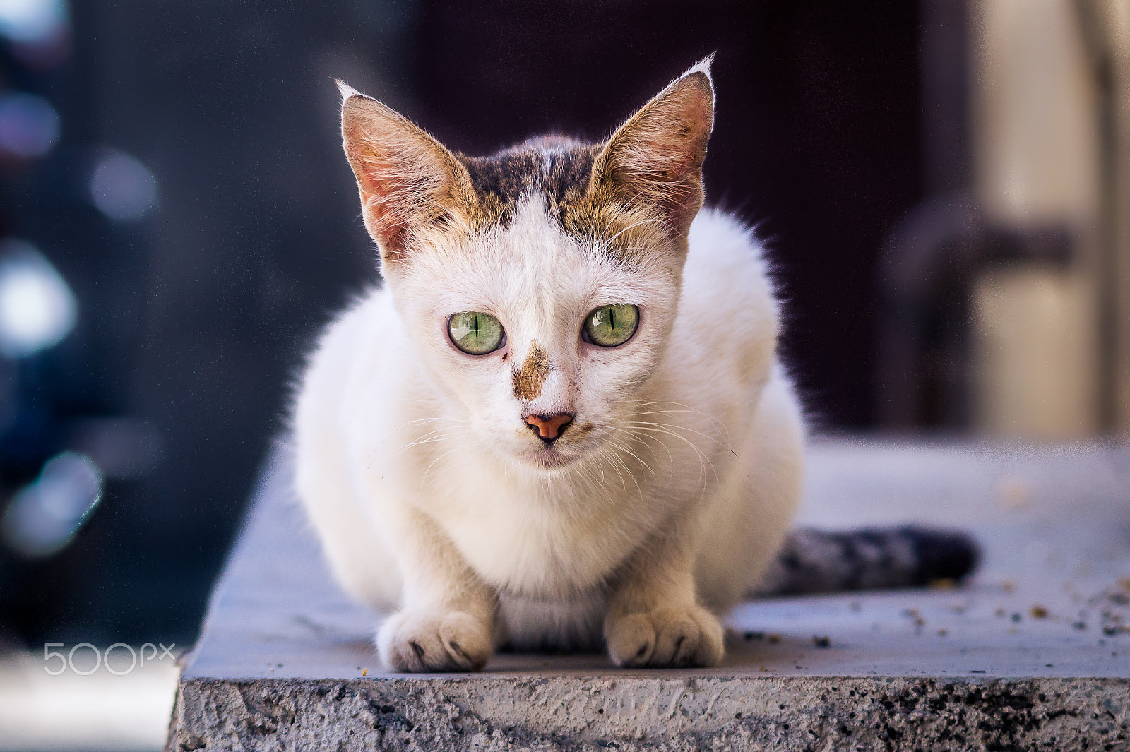Sigma 150-500mm F5-6.3 DG OS HSM sample photo. Ready, set...attack!! photography