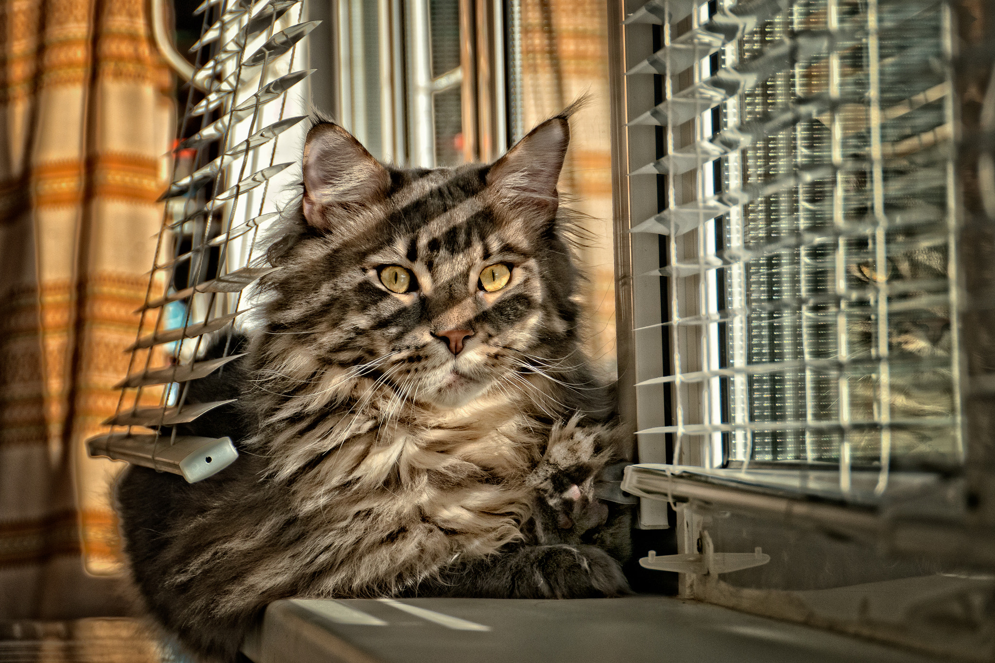 Panasonic Lumix DMC-G5 sample photo. Sunny mainecoon.jpg photography