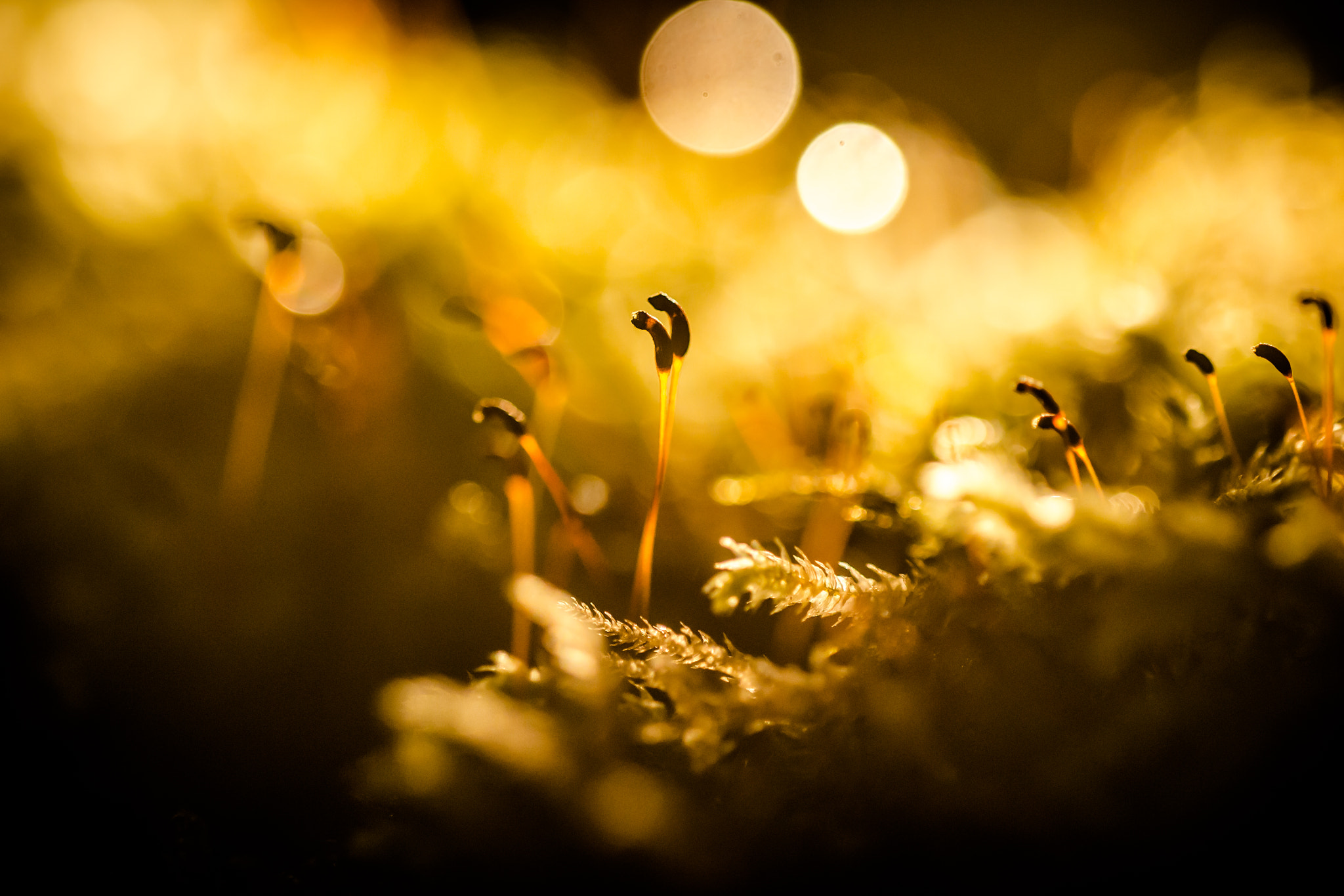 Sigma 150mm F2.8 EX DG OS Macro HSM sample photo. In the wood photography