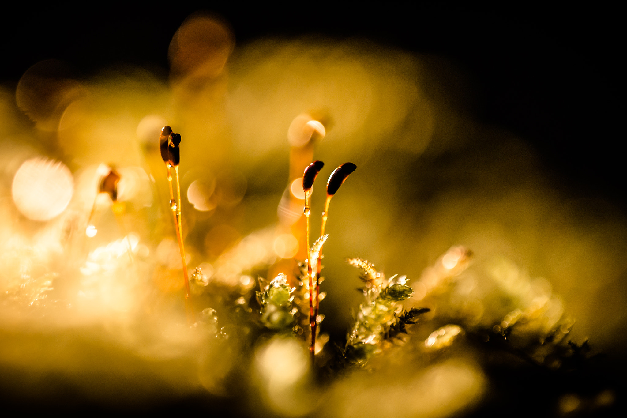 Sigma 150mm F2.8 EX DG OS Macro HSM sample photo. In the wood photography