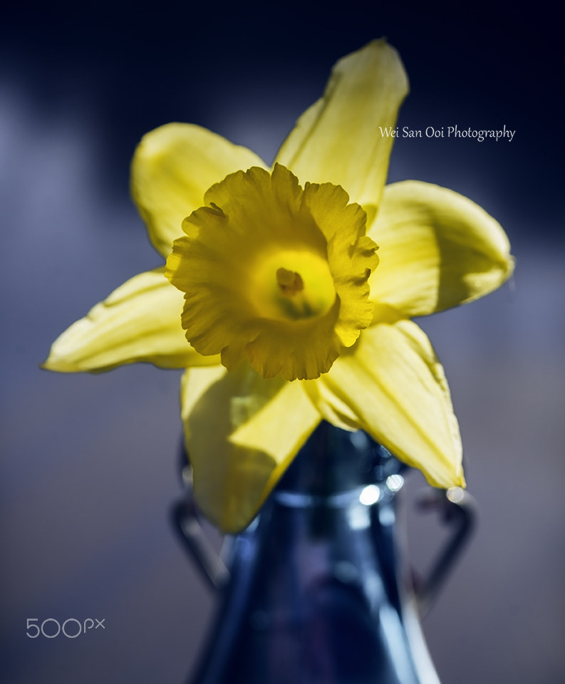 Daffodils 37