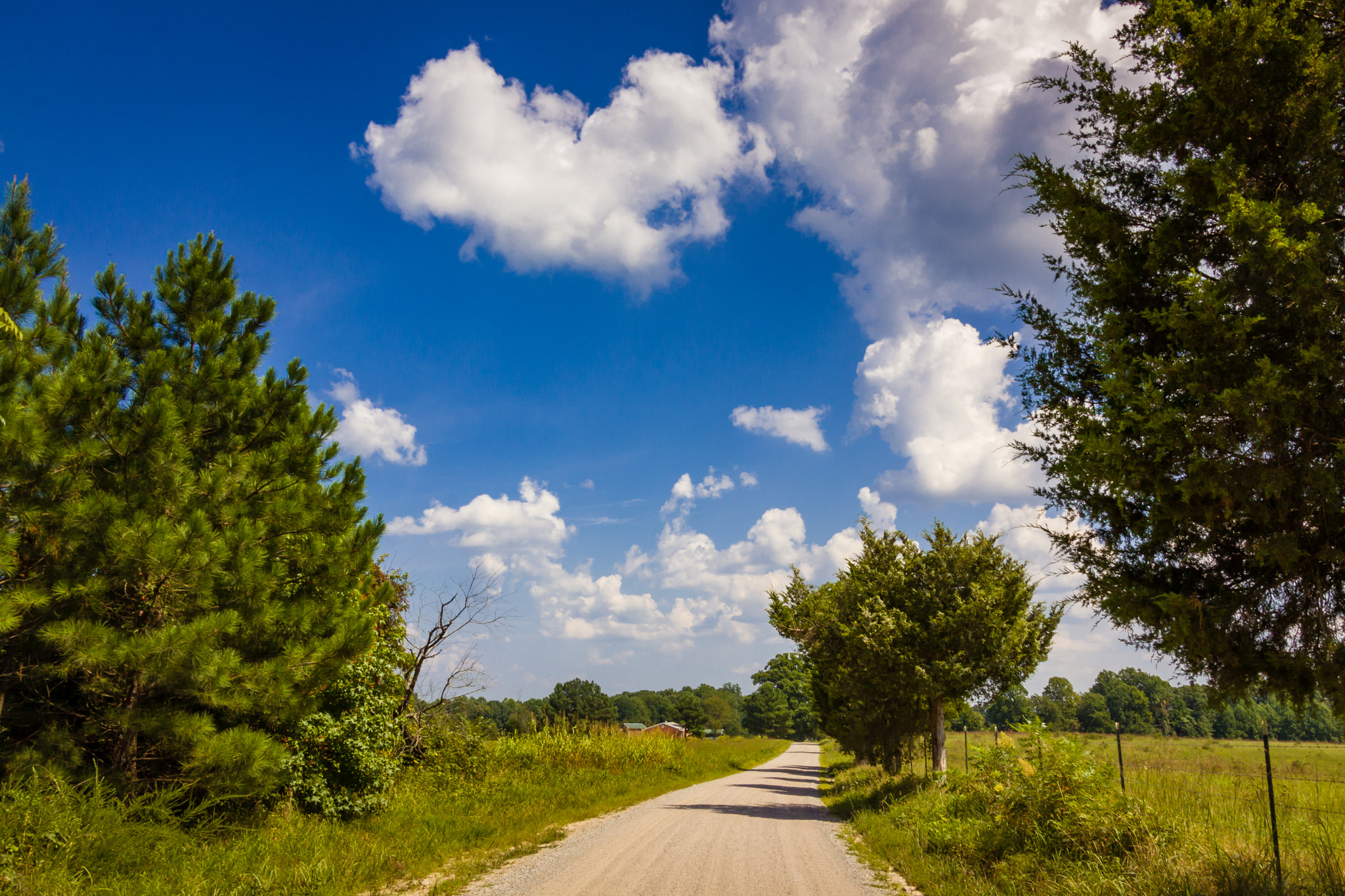 Canon EOS 50D + Tamron 18-270mm F3.5-6.3 Di II VC PZD sample photo. August day on the dirt road photography