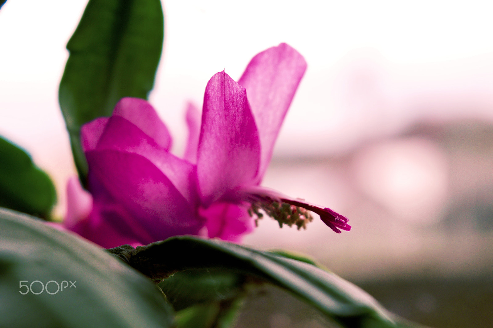 18.00 - 55.00 mm f/3.5 - 5.6 sample photo. Blossom photography