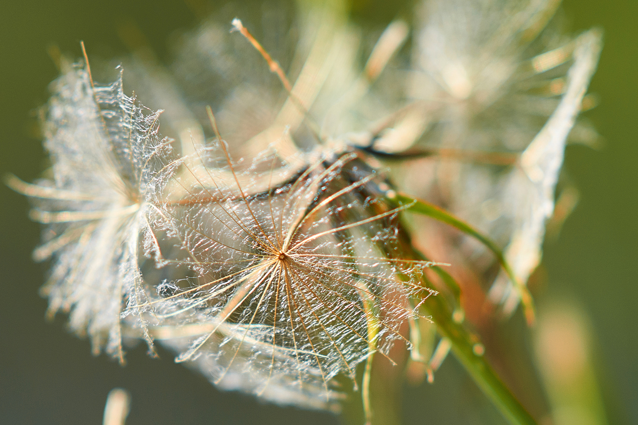 Sony Sonnar T* 135mm F1.8 ZA sample photo. 20763625241.jpg photography