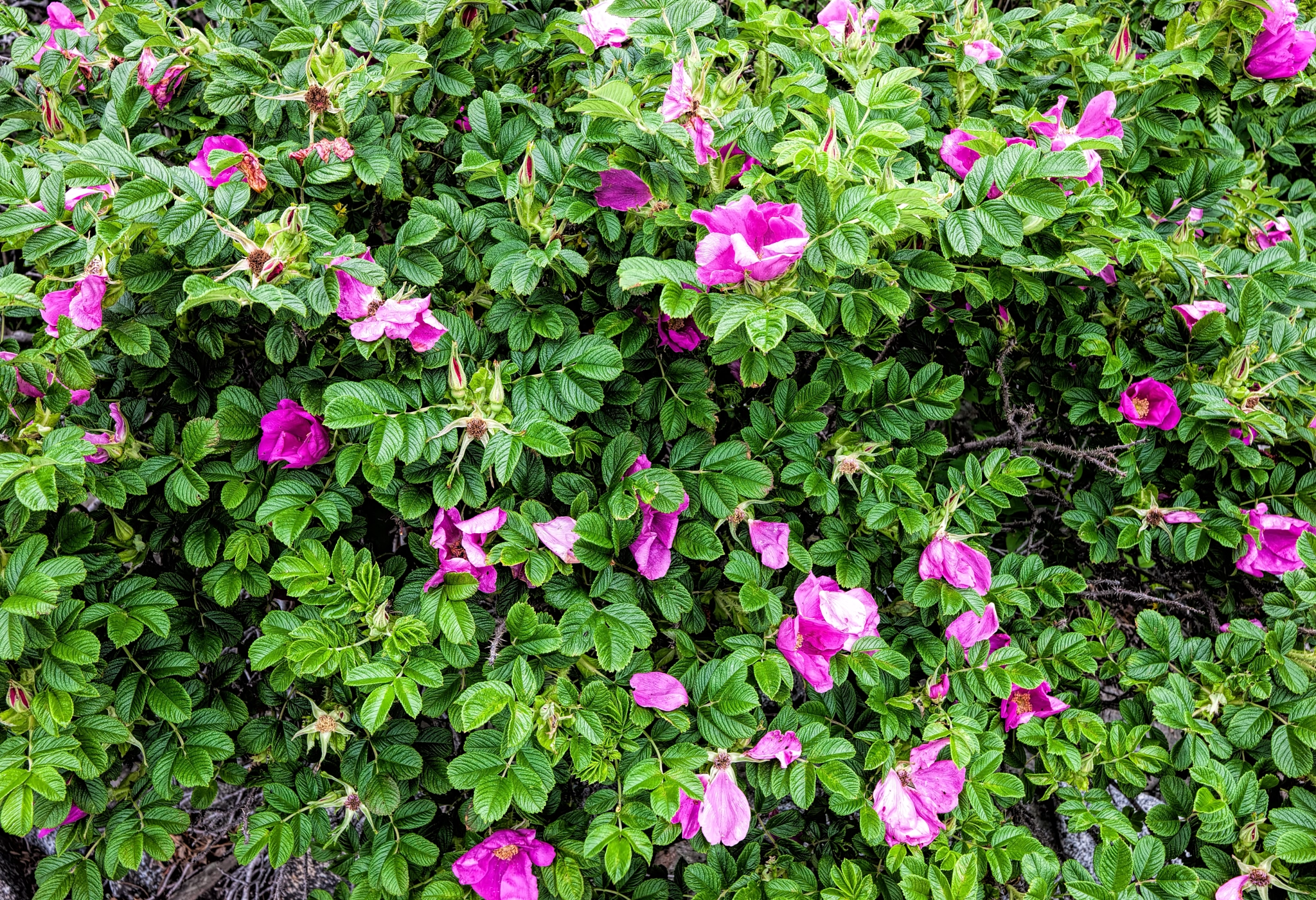 Canon EOS-1Ds Mark III sample photo. Rosa rugosa close up photography