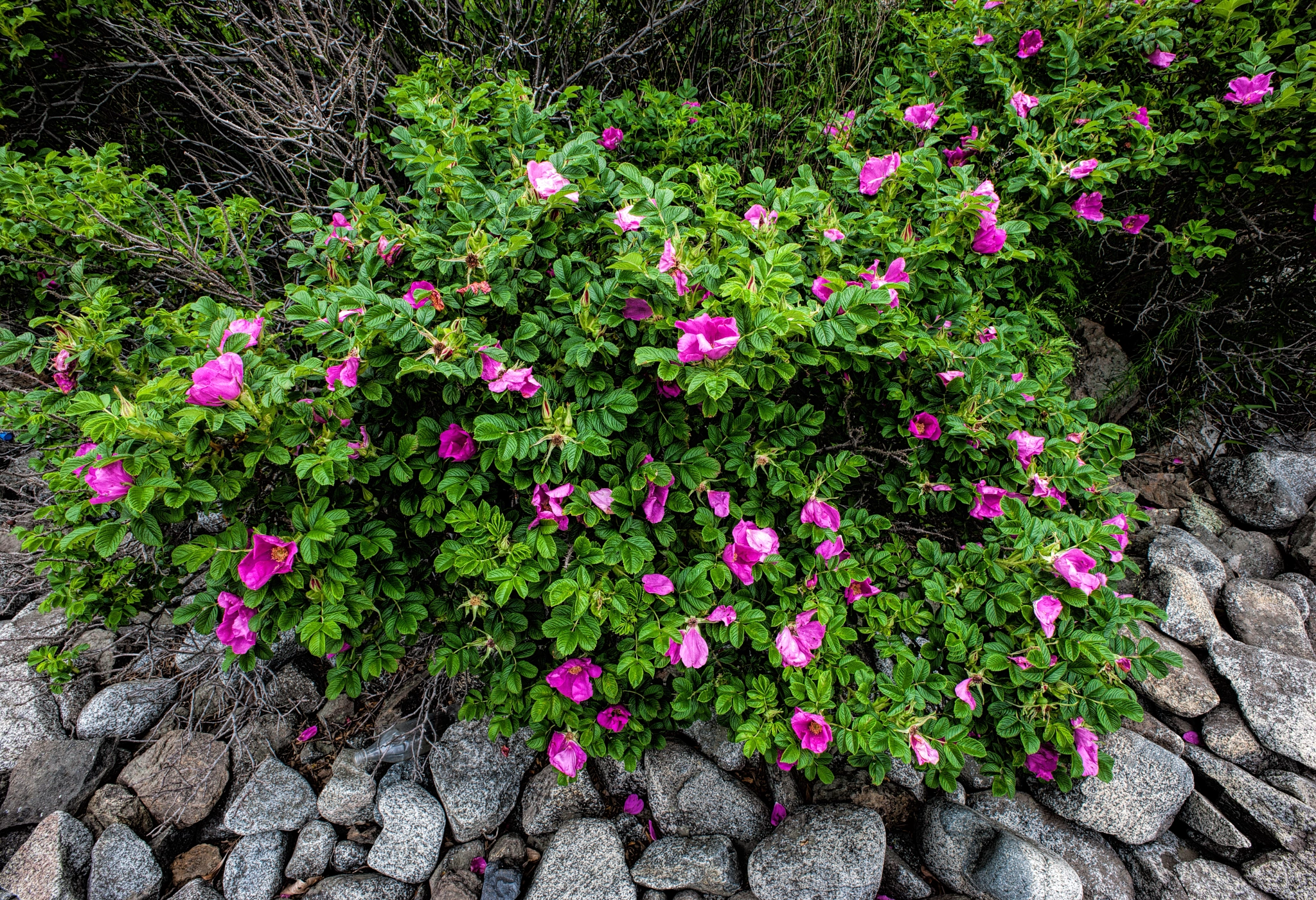 Canon EOS-1Ds Mark III sample photo. Rosa rugosa photography