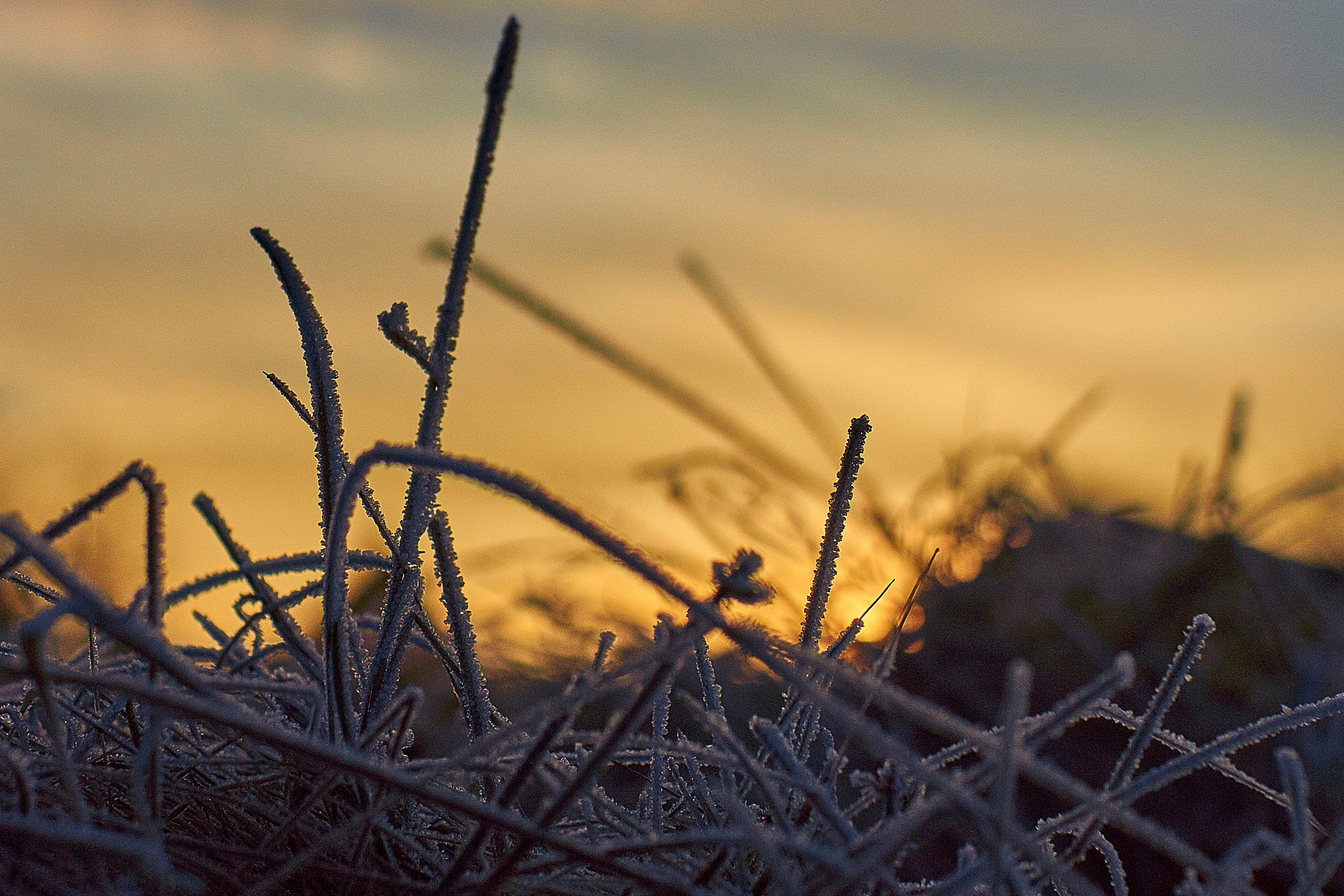 Sony SLT-A77 + Sony DT 35mm F1.8 SAM sample photo. Efo photography