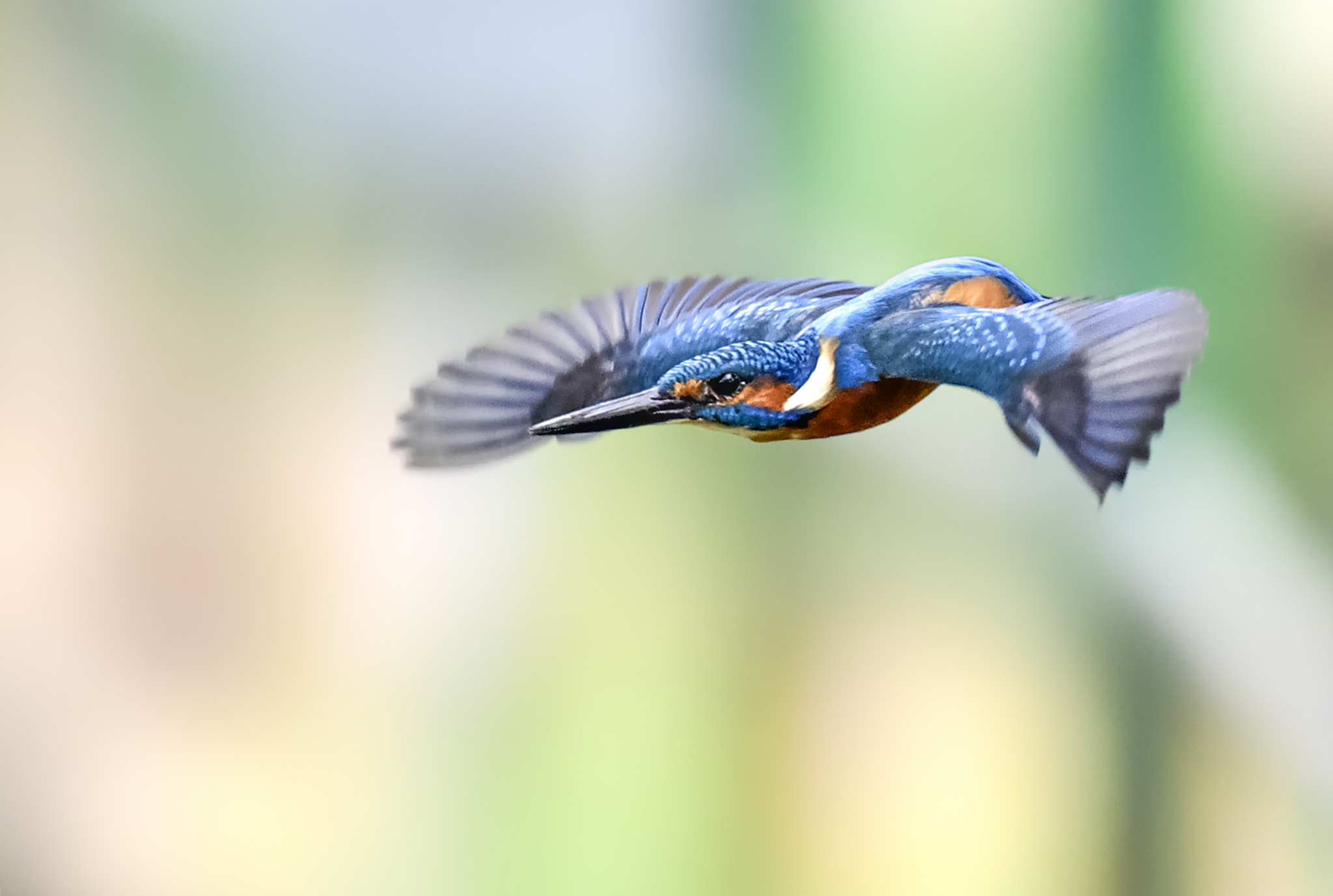 Nikon AF-S Nikkor 600mm F4D ED-IF II sample photo. Common kingfisher photography