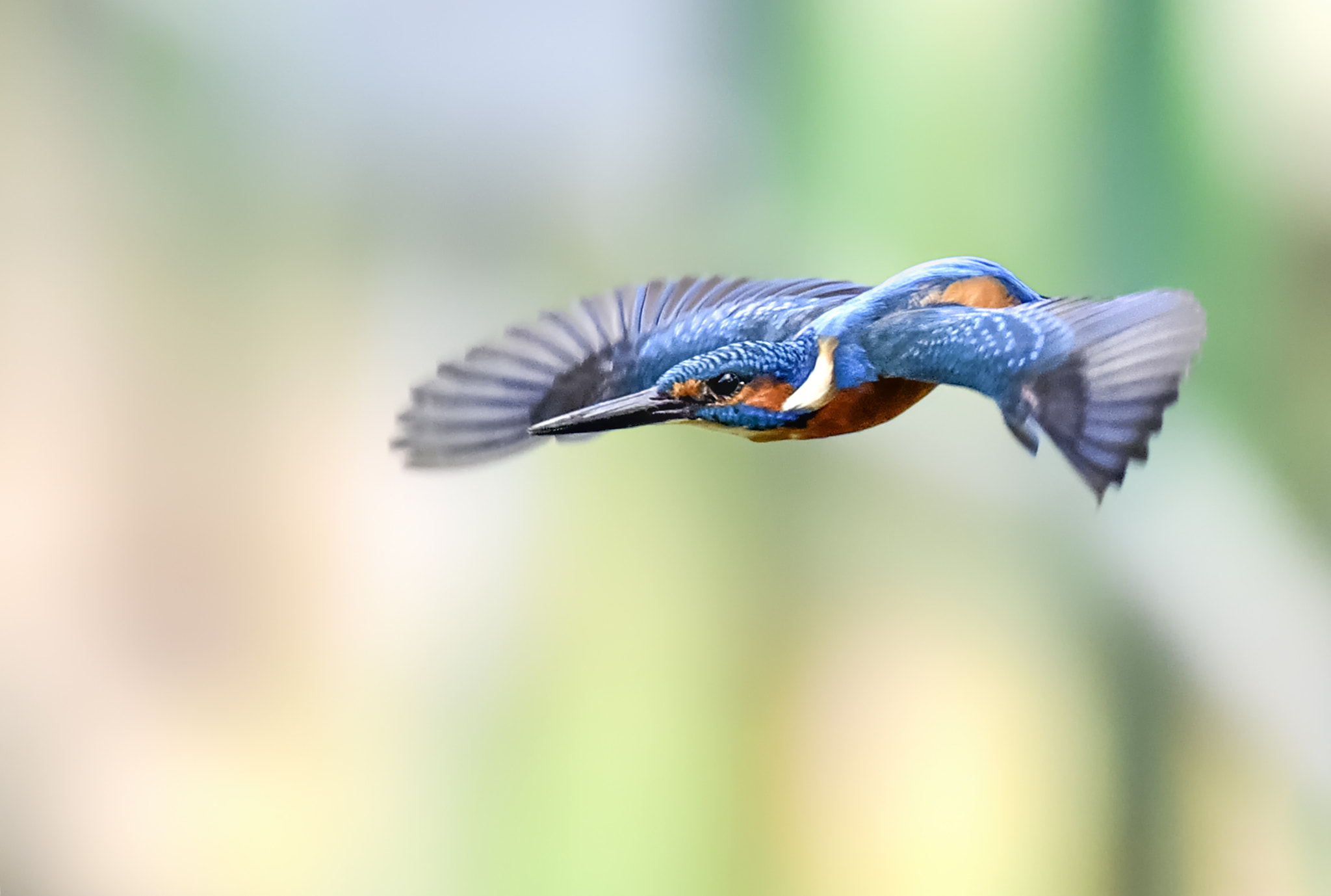 Nikon D750 + Nikon AF-S Nikkor 600mm F4D ED-IF II sample photo. Common kingfisher photography