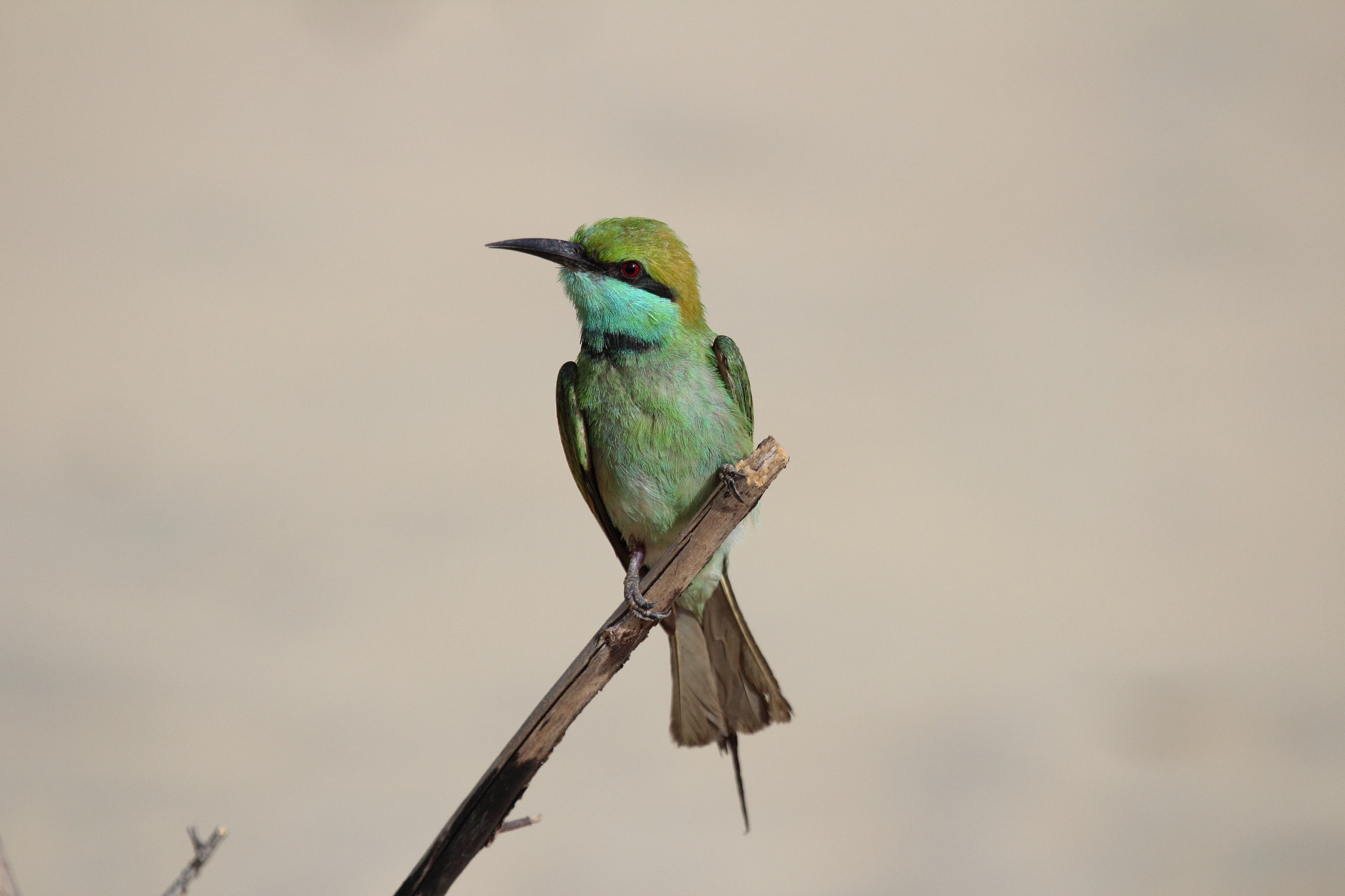 Canon EF 100-400mm F4.5-5.6L IS USM sample photo. Little green bee eater photography