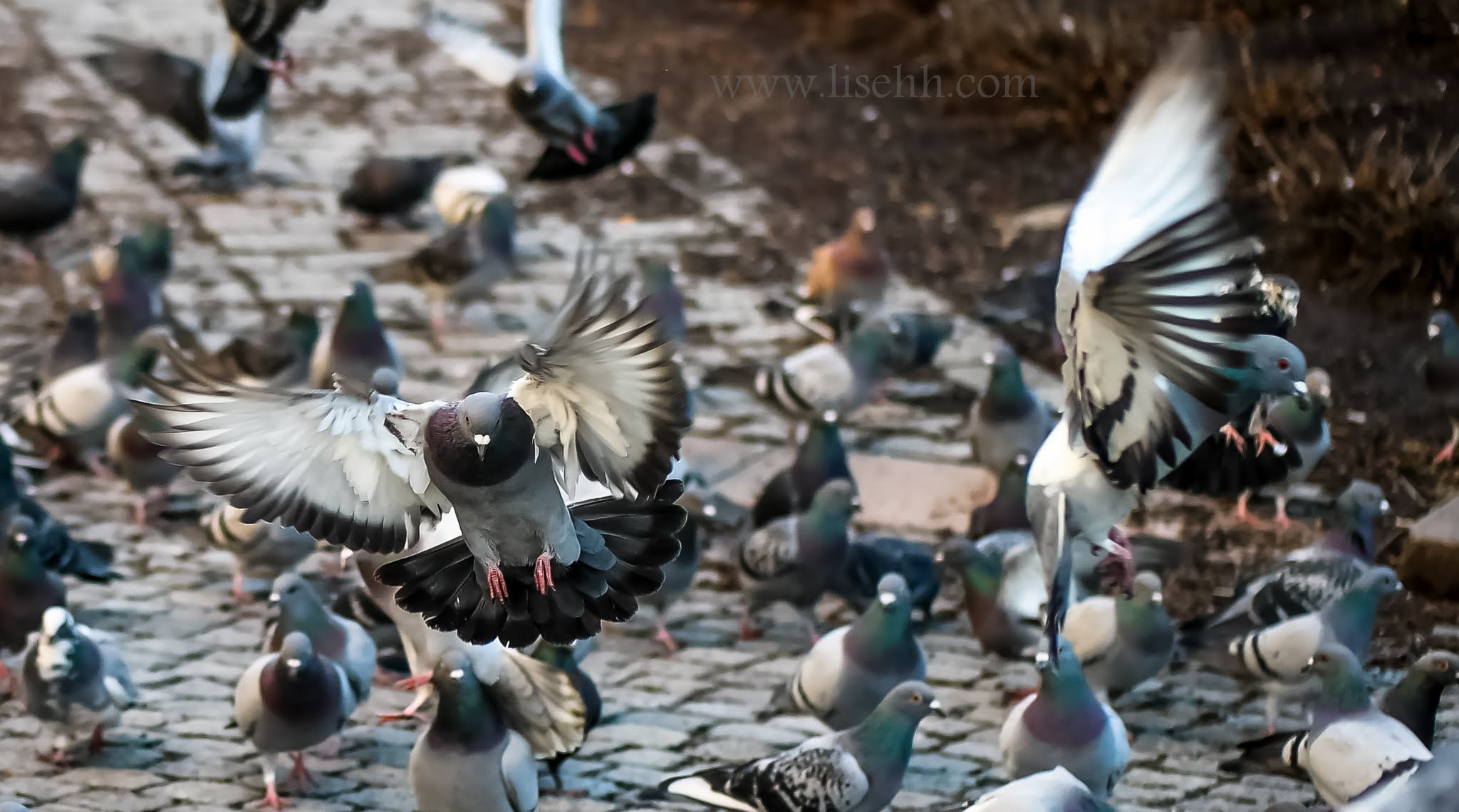 Samsung NX30 + Samsung NX 45mm F1.8 sample photo. When doves fly photography