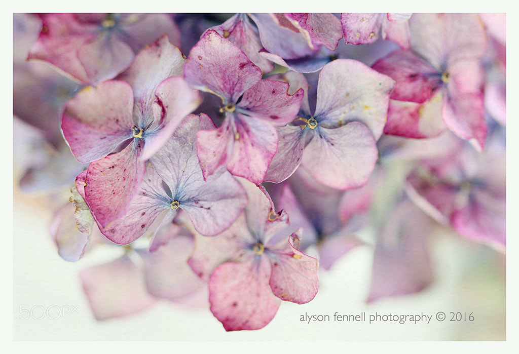 Canon EF 100mm F2.8 Macro USM sample photo. Dusky pink hydrangea photography
