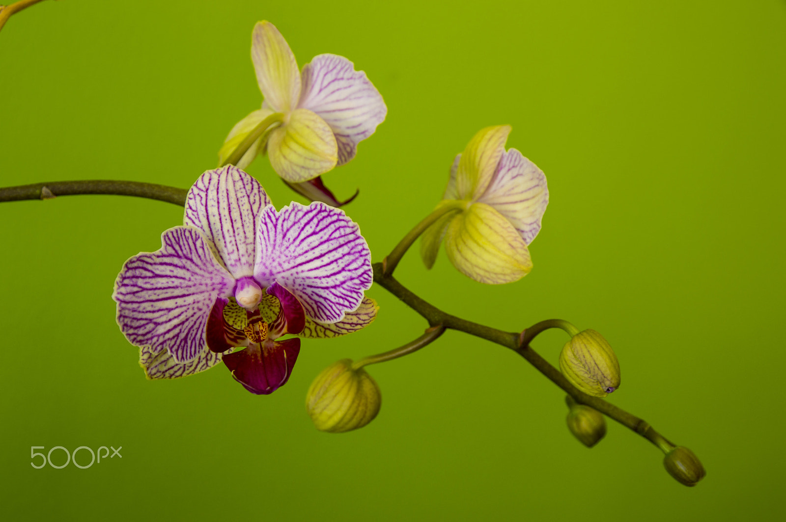 Sigma 17-70mm F2.8-4 DC Macro OS HSM | C sample photo. Orchid photography