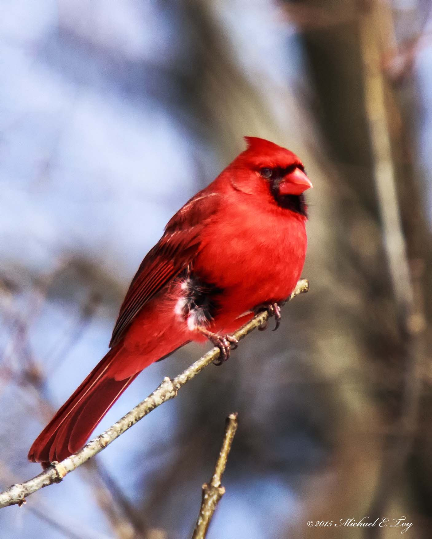 Sigma 50-500mm f/4-6.3 APO HSM EX sample photo. Male cardinal photography
